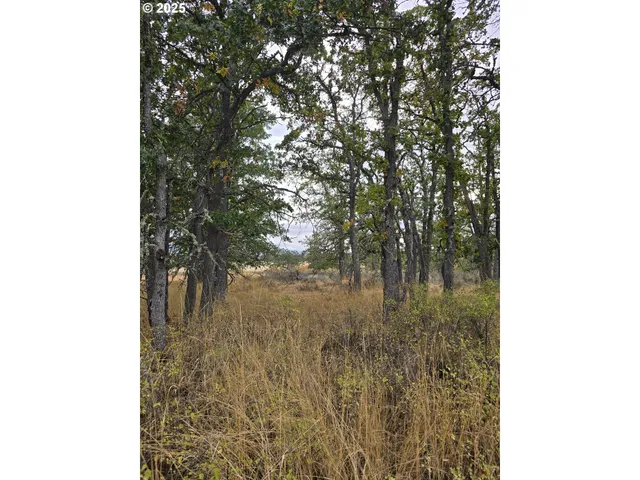 a view of a forest with a tree