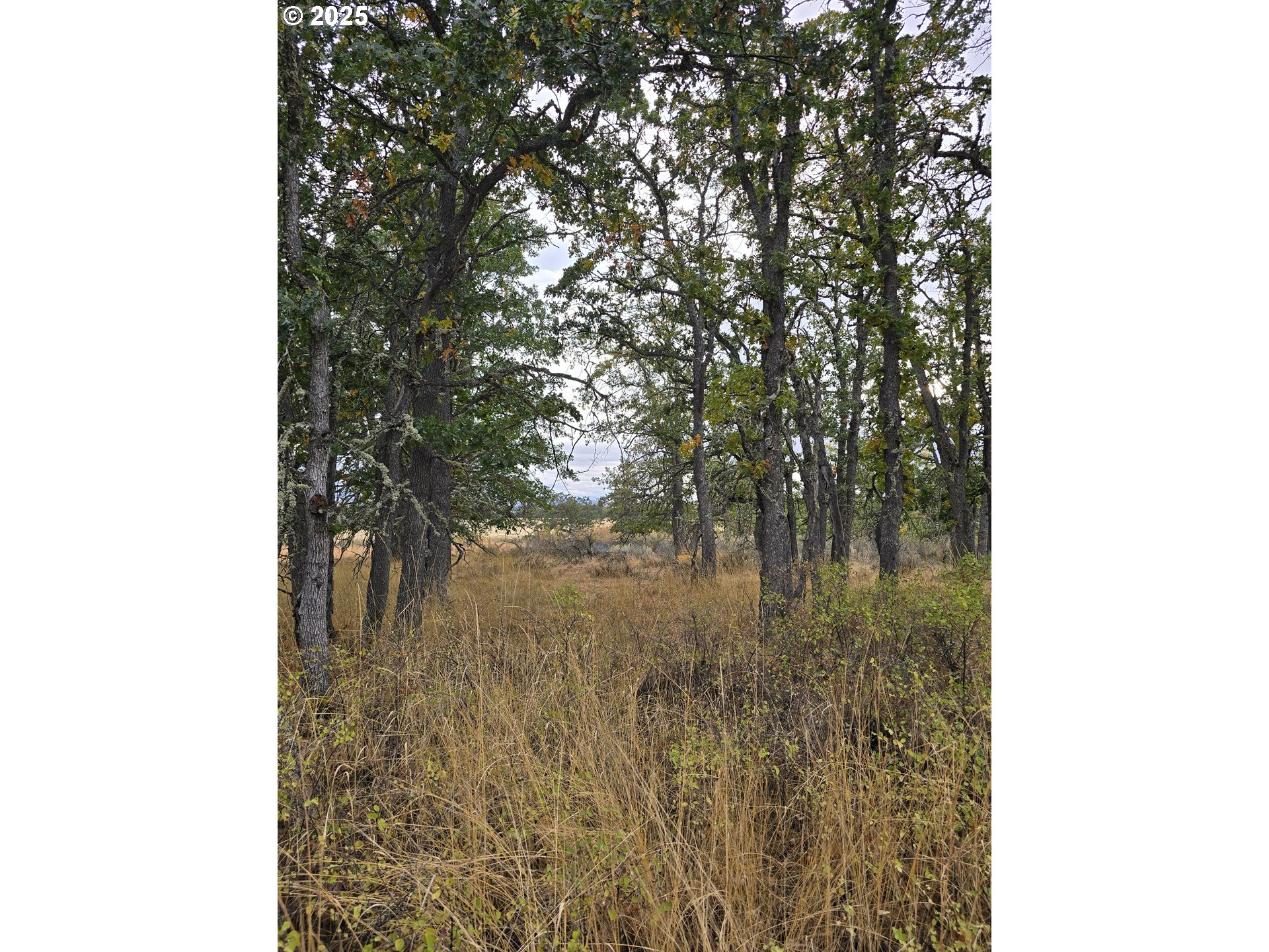 71 Homestead Road Goldendale, WA 98620 - Photo 27 of 33 a bathroom with a tree
