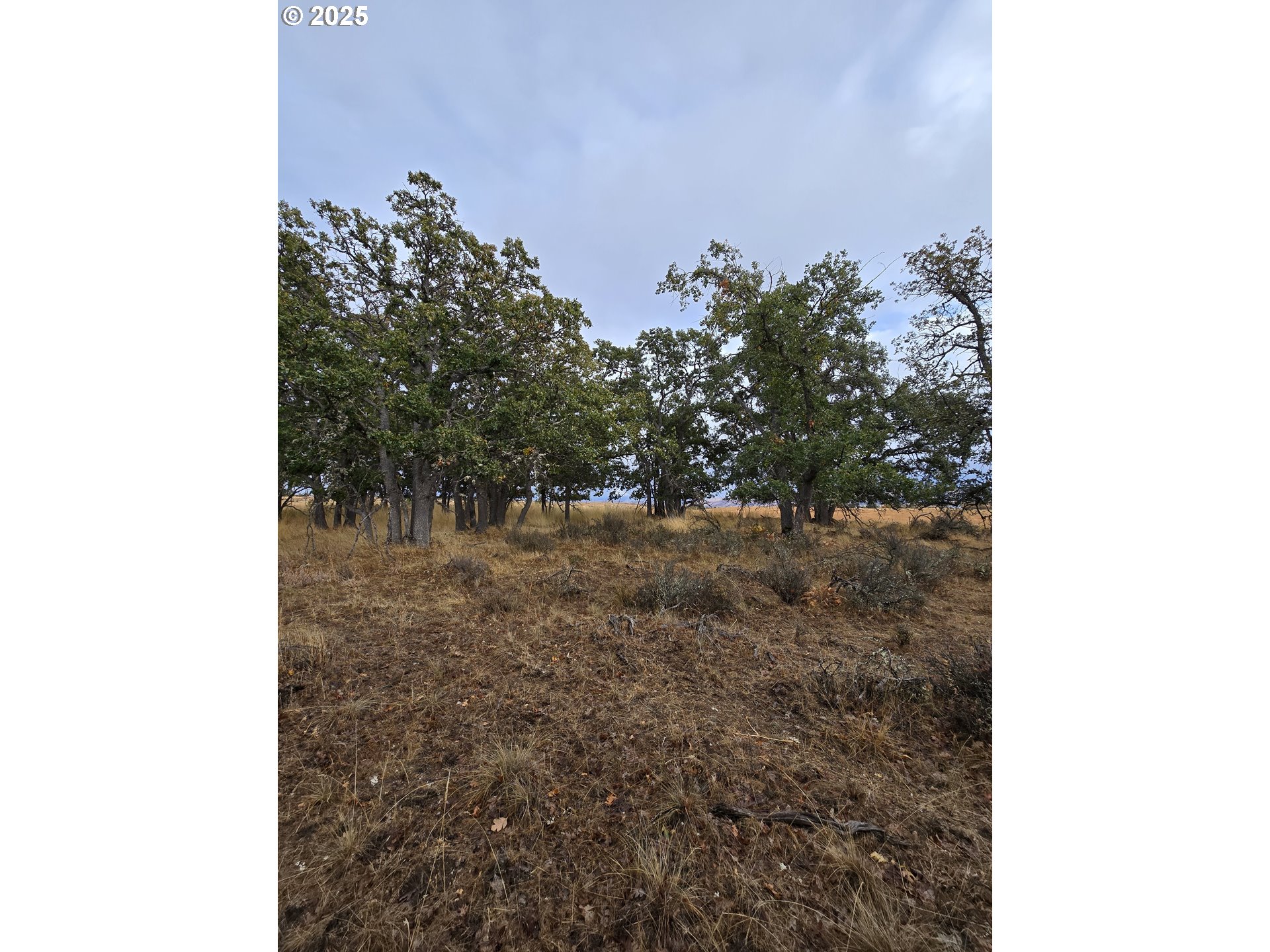 71 Homestead Road Goldendale, WA 98620 - Photo 29 of 33 a view of a forest with a tree