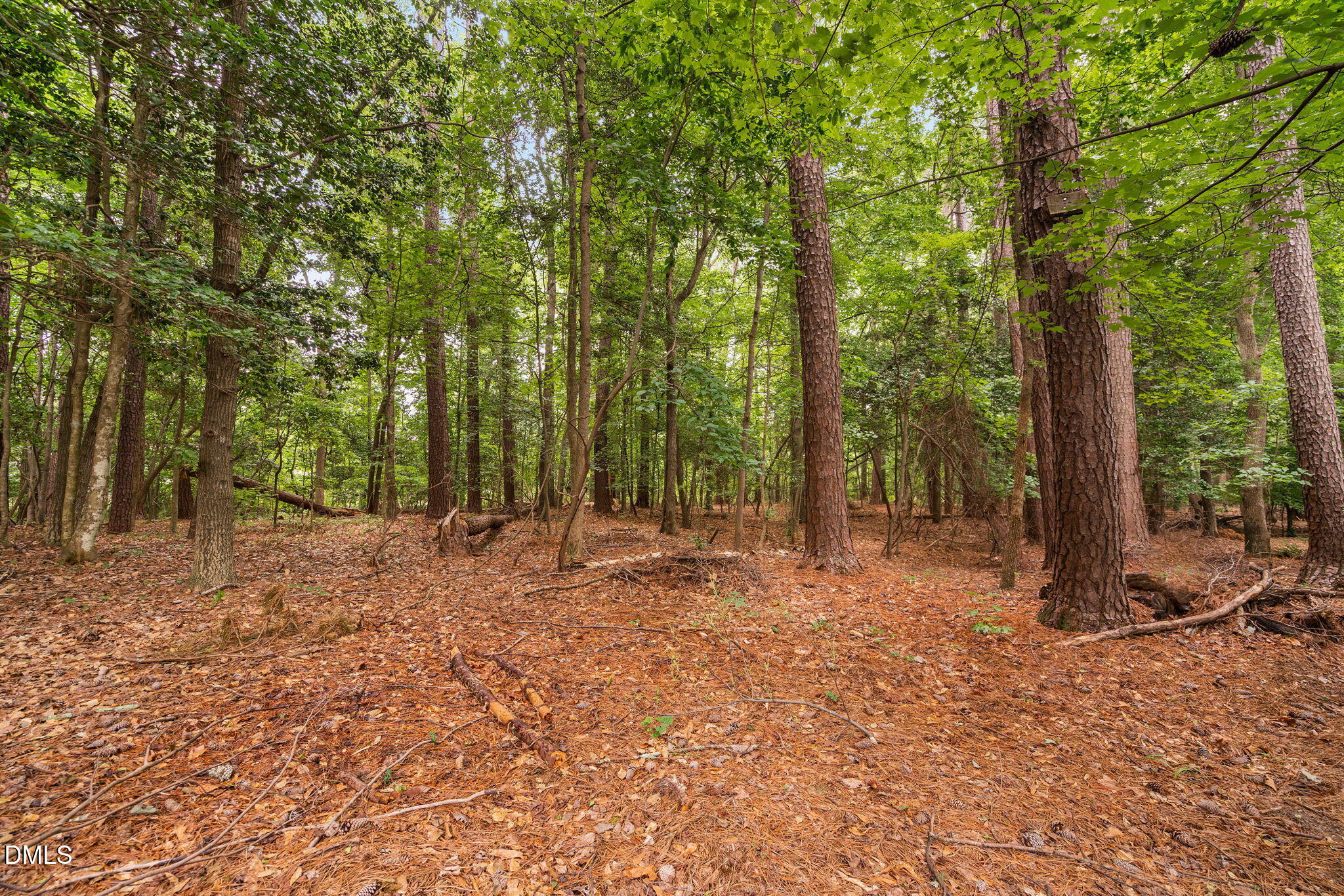 2724 Glastonbury Road Apex, NC 27539 - Photo 50 of 50 a view of a forest with trees in the background