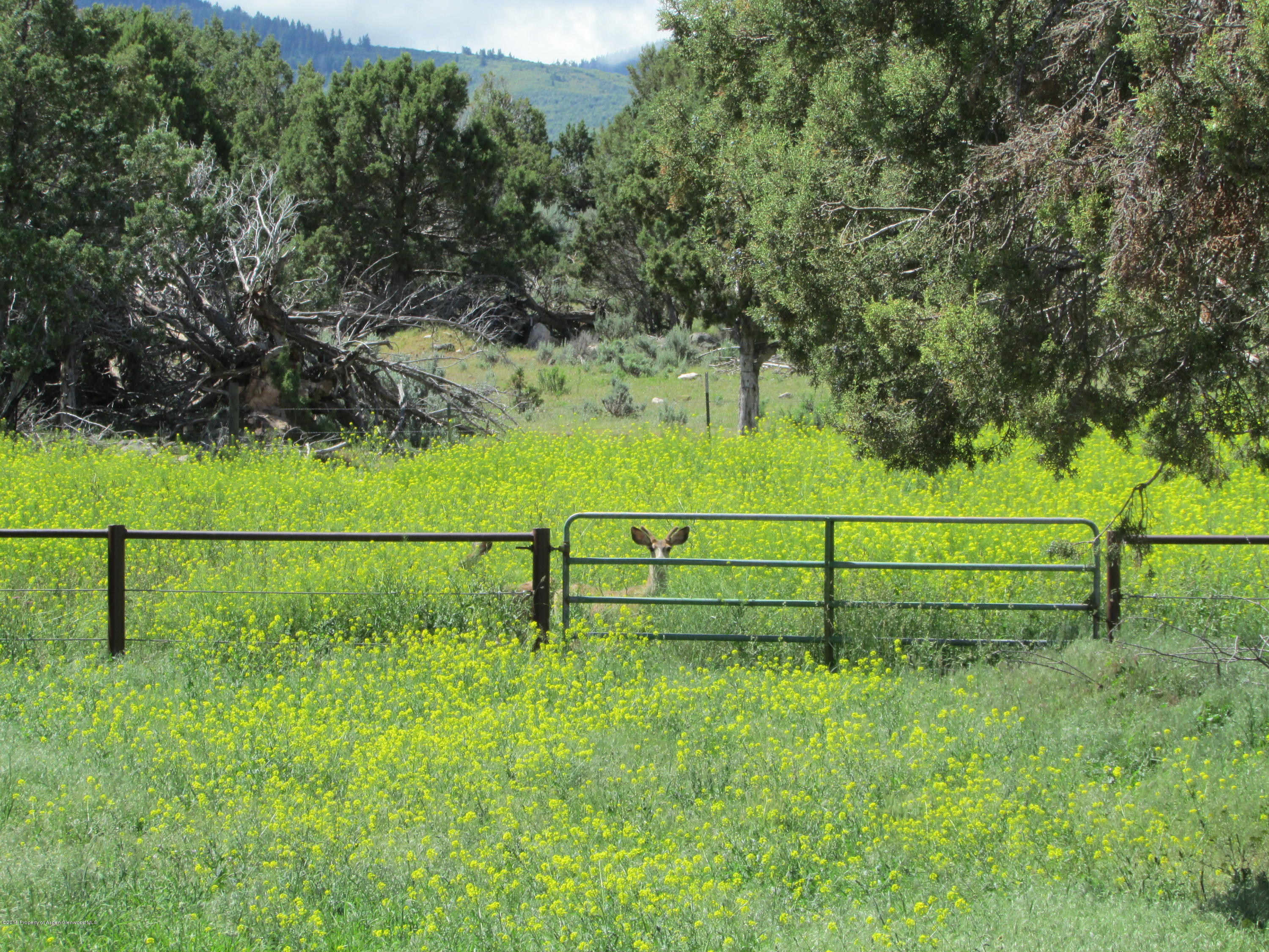 7794 County Road 309 Rifle, CO 81650 - Photo 20 of 34 IMG_4509