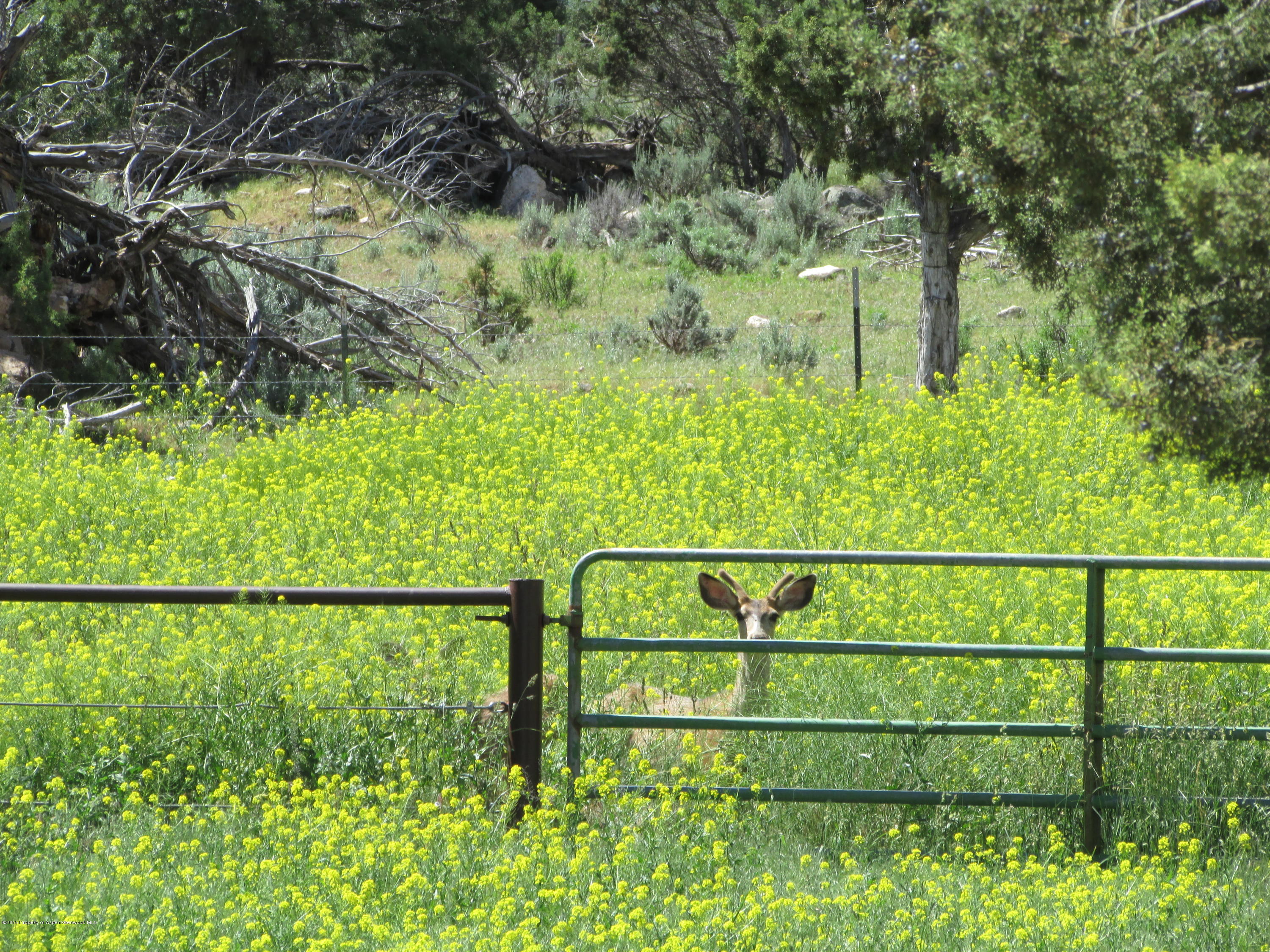 7794 County Road 309 Rifle, CO 81650 - Photo 21 of 34 IMG_4510