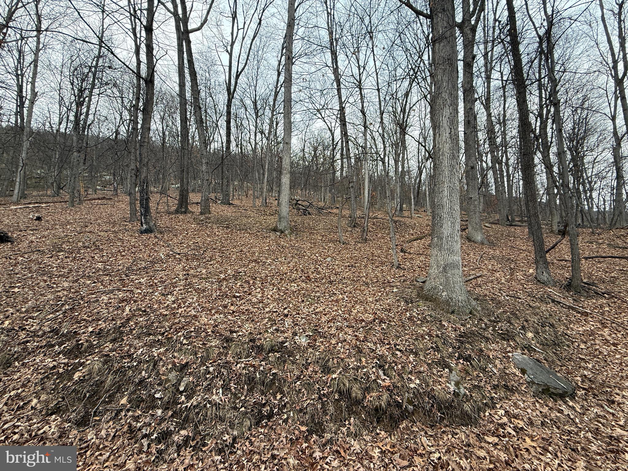 Warbler's Way Berkeley Springs, WV 25411 - Photo 6 of 14