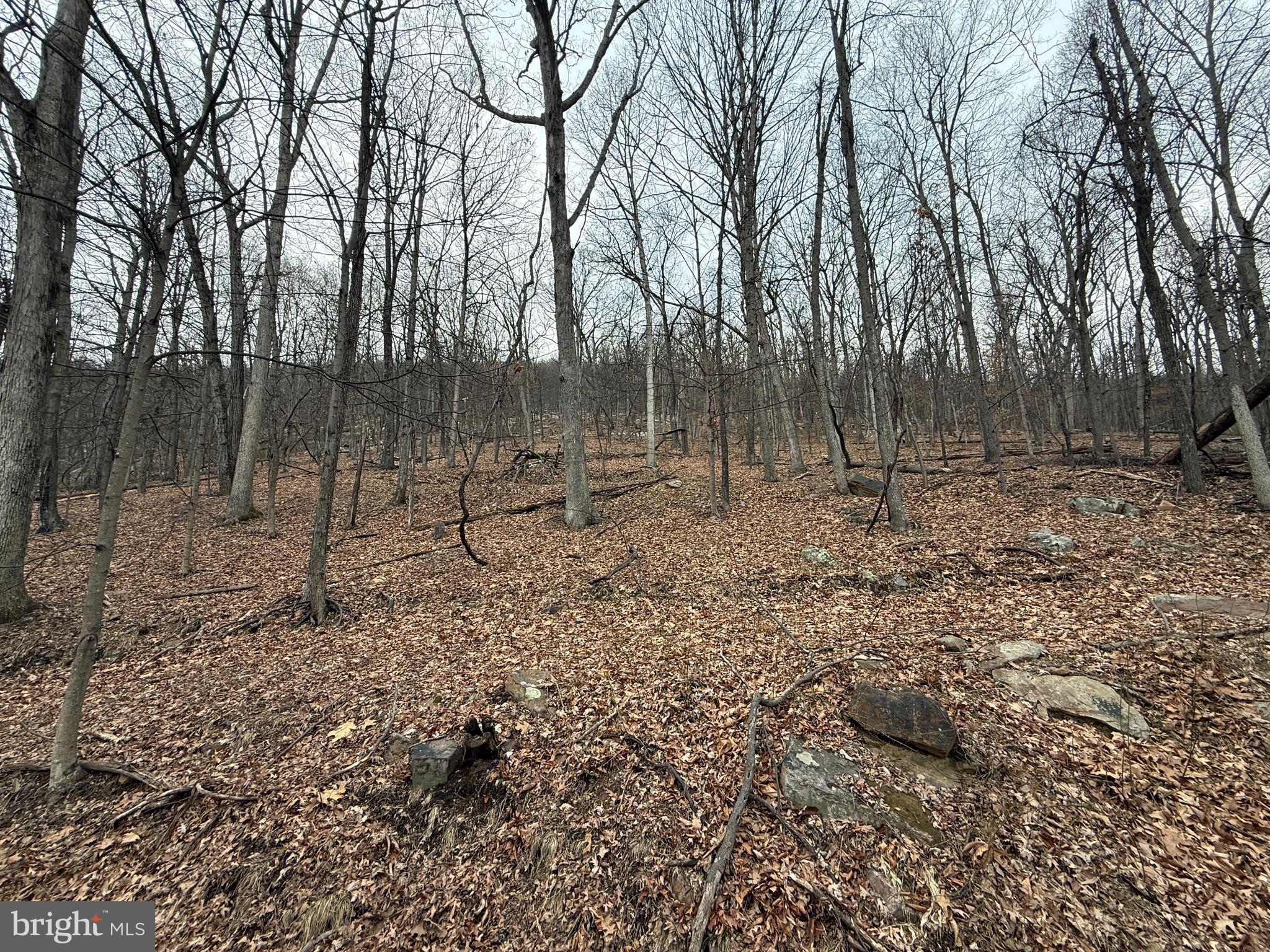 Warbler's Way Berkeley Springs, WV 25411 - Photo 7 of 14