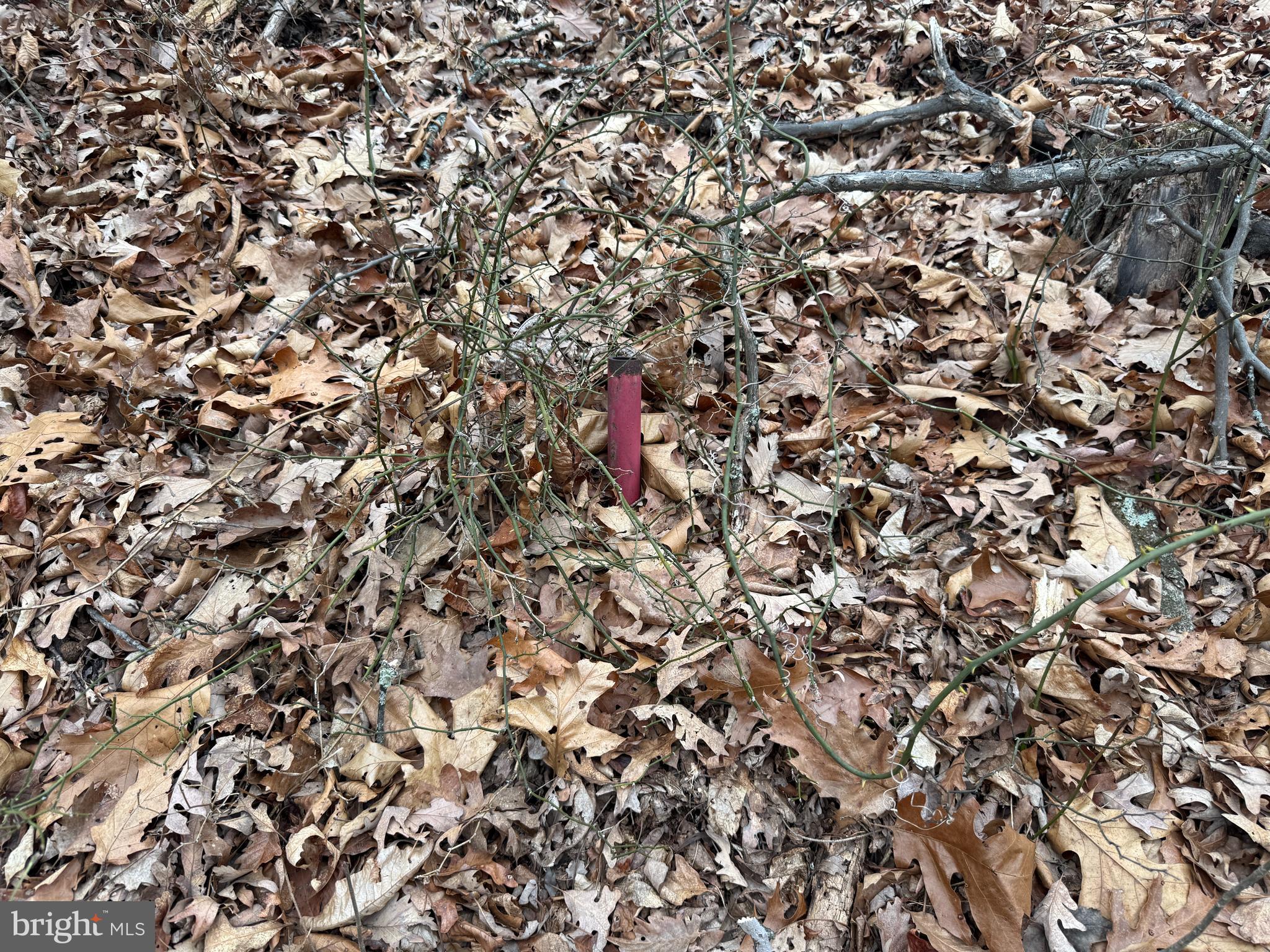 Warbler's Way Berkeley Springs, WV 25411 - Photo 8 of 14