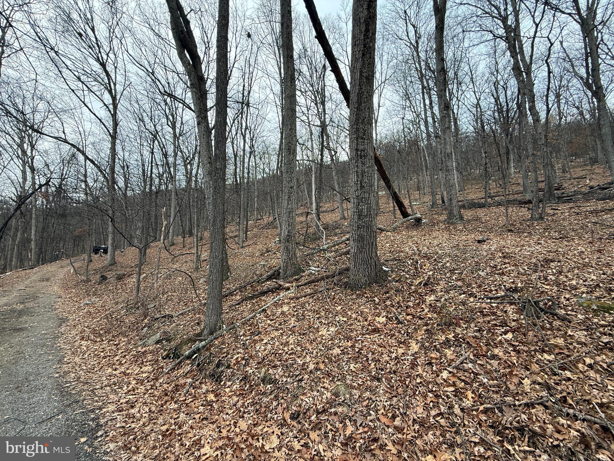 Warbler's Way Berkeley Springs, WV 25411 - Photo 9 of 14