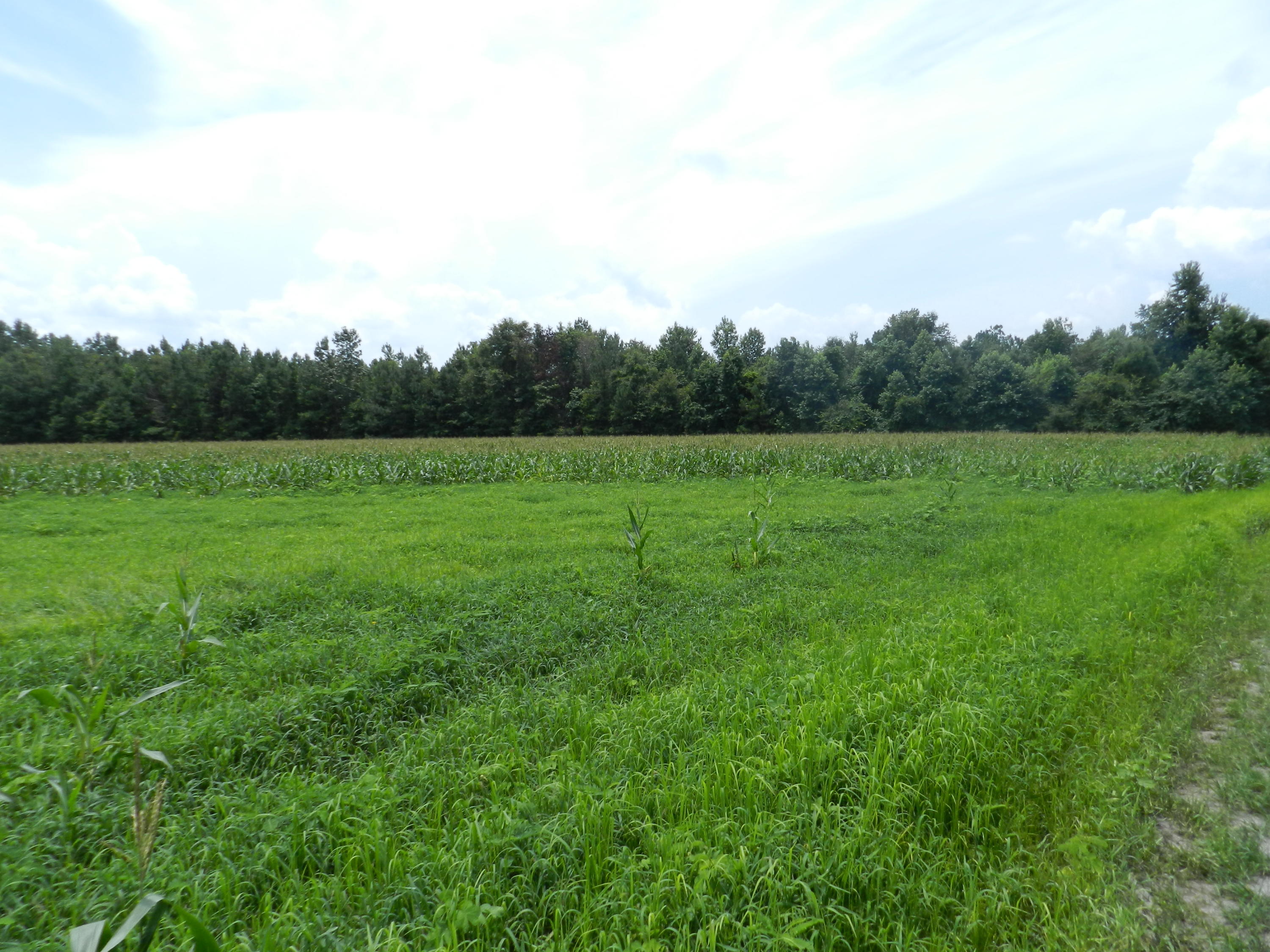 0 Turkey Pond Road Jamestown, SC 29453 - Photo 1 of 9 64 001