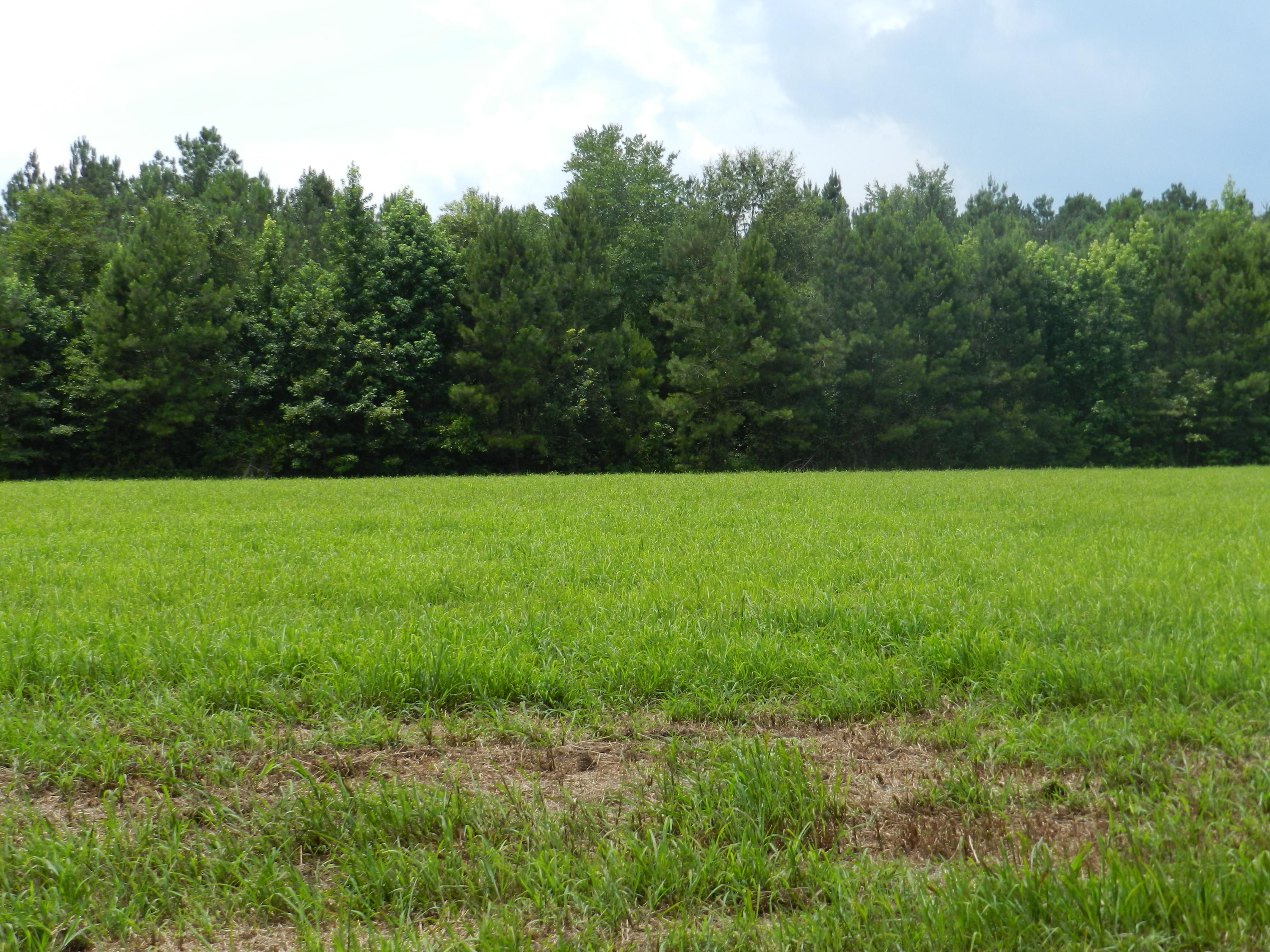 0 Turkey Pond Road Jamestown, SC 29453 - Photo 3 of 9 64 009