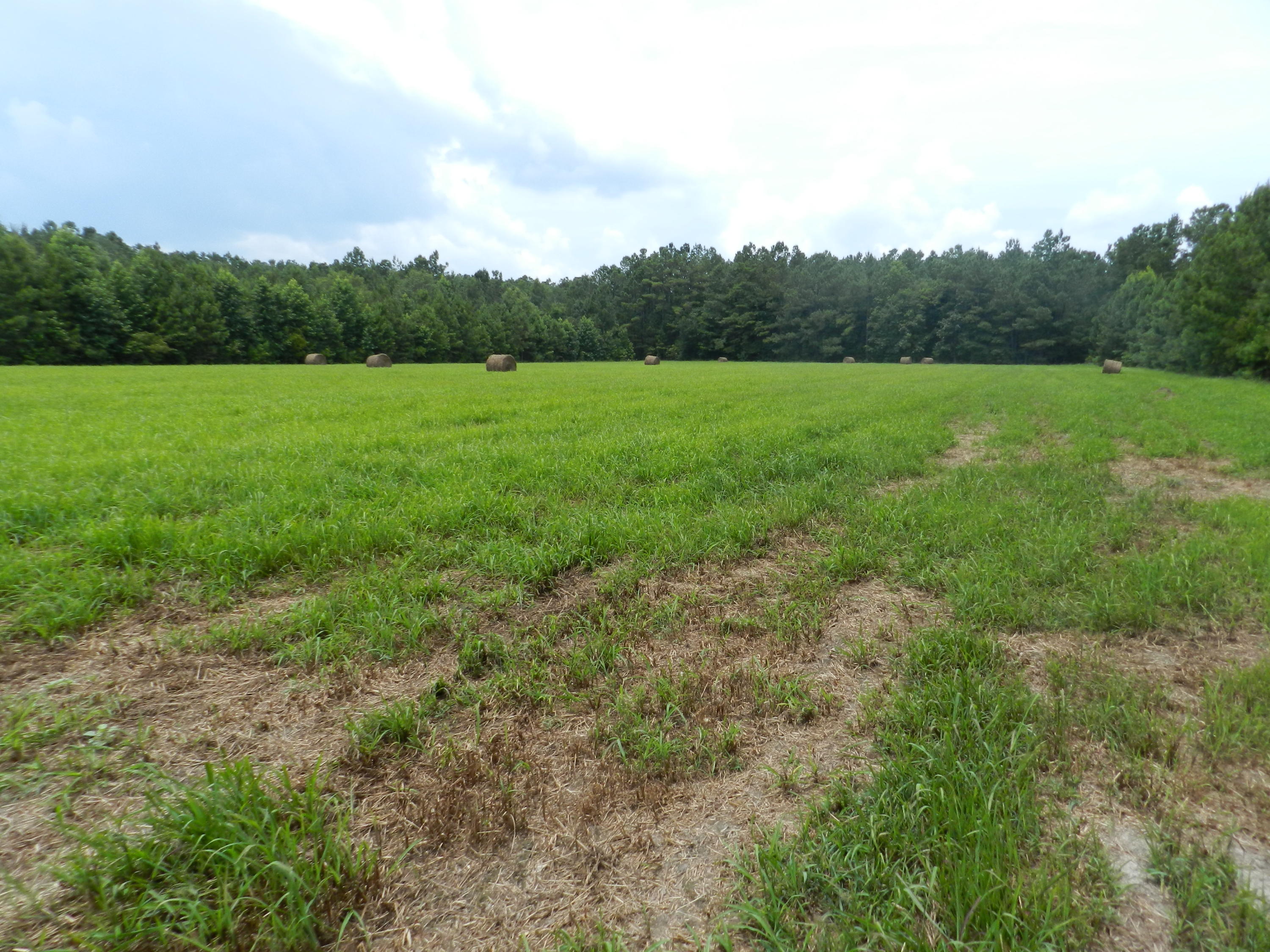 0 Turkey Pond Road Jamestown, SC 29453 - Photo 4 of 9 64 003