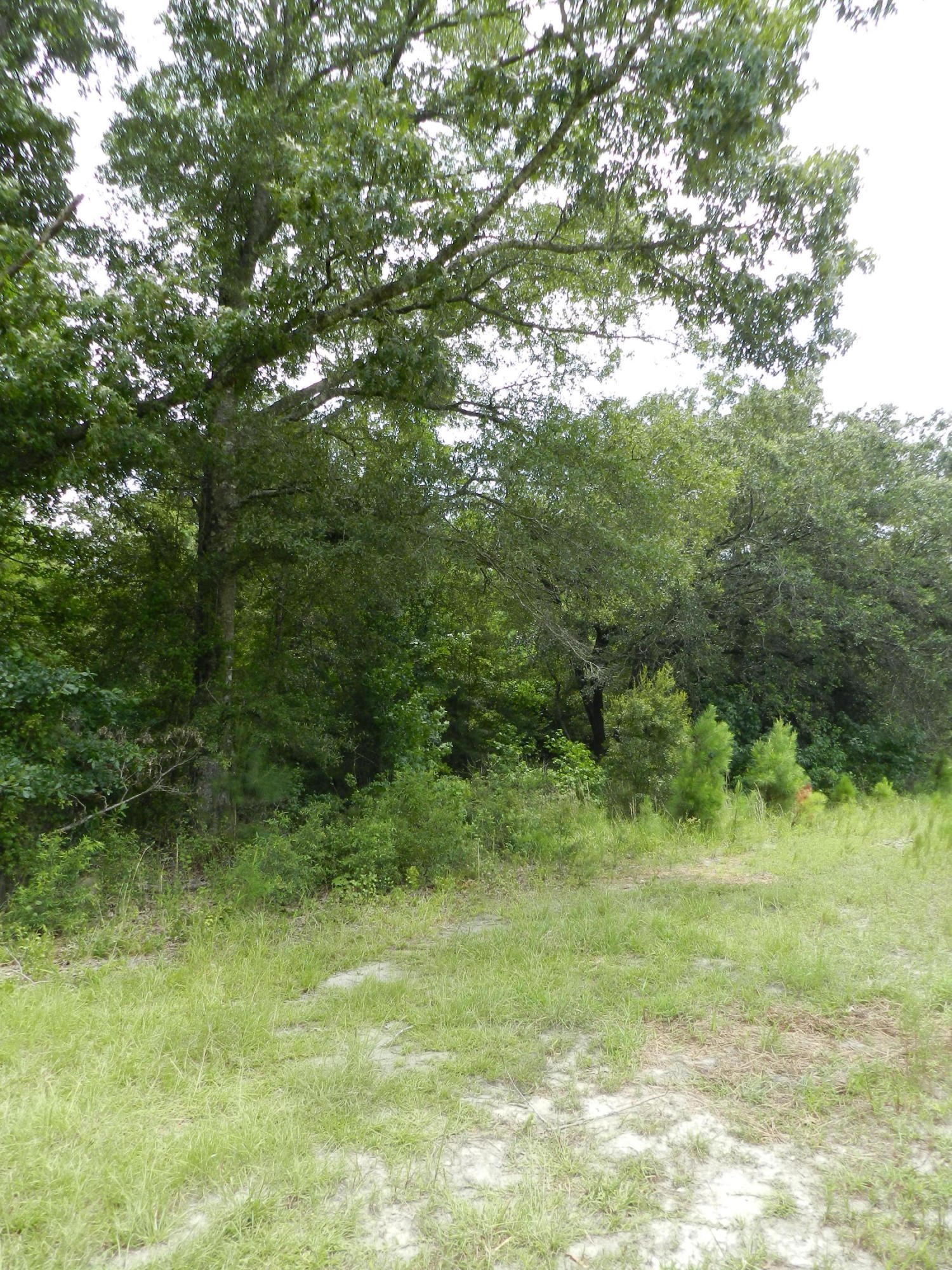 0 Turkey Pond Road Jamestown, SC 29453 - Photo 5 of 9 64 004