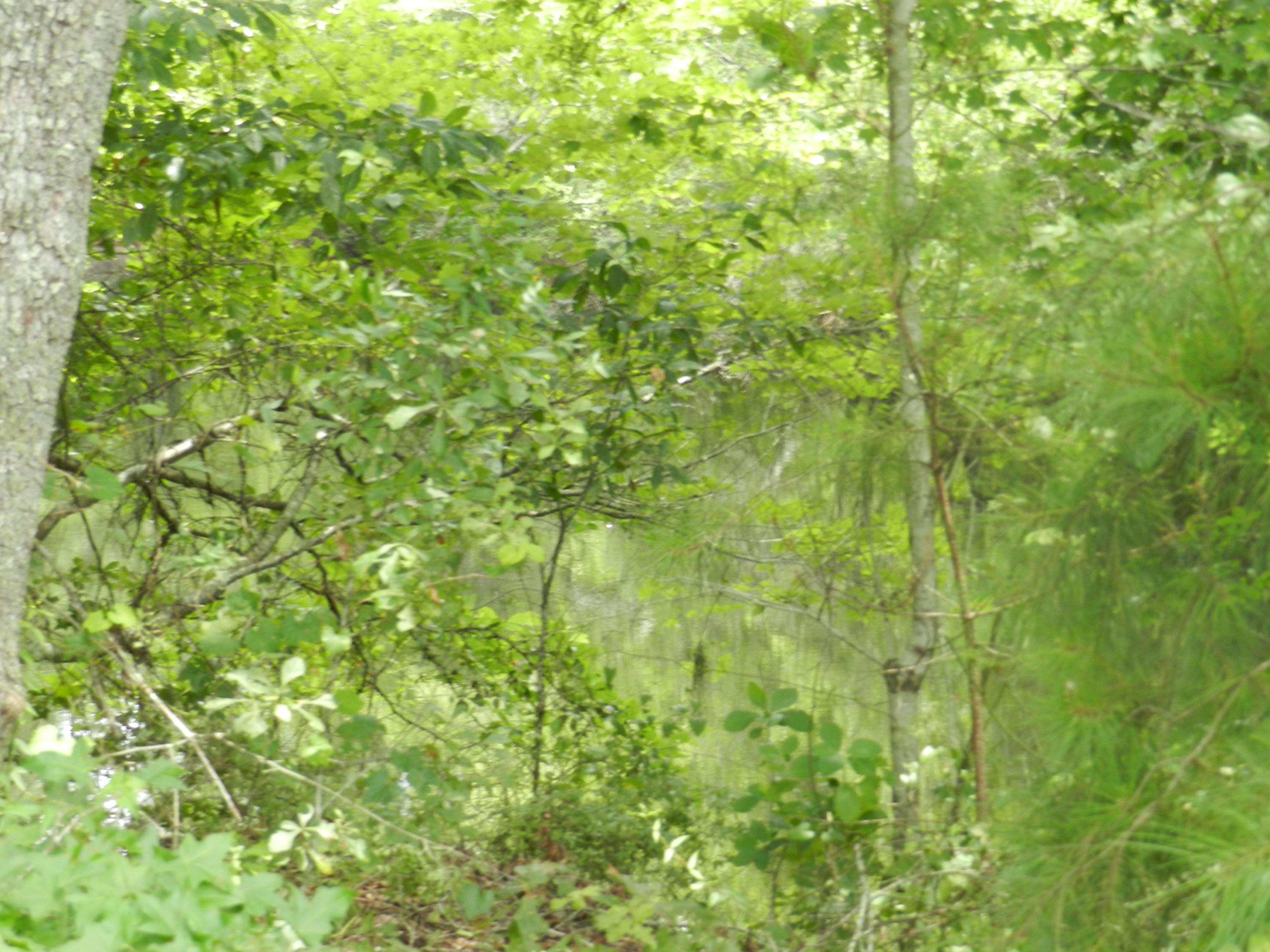 0 Turkey Pond Road Jamestown, SC 29453 - Photo 7 of 9 64 006