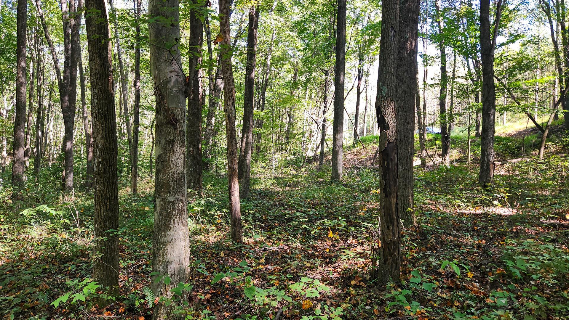 871 Poplar Ridge Road, Unit PONDS POPLAR RIDGE TRACT 13) Gallipolis, OH 45631 - Photo 26 of 36 CT-26