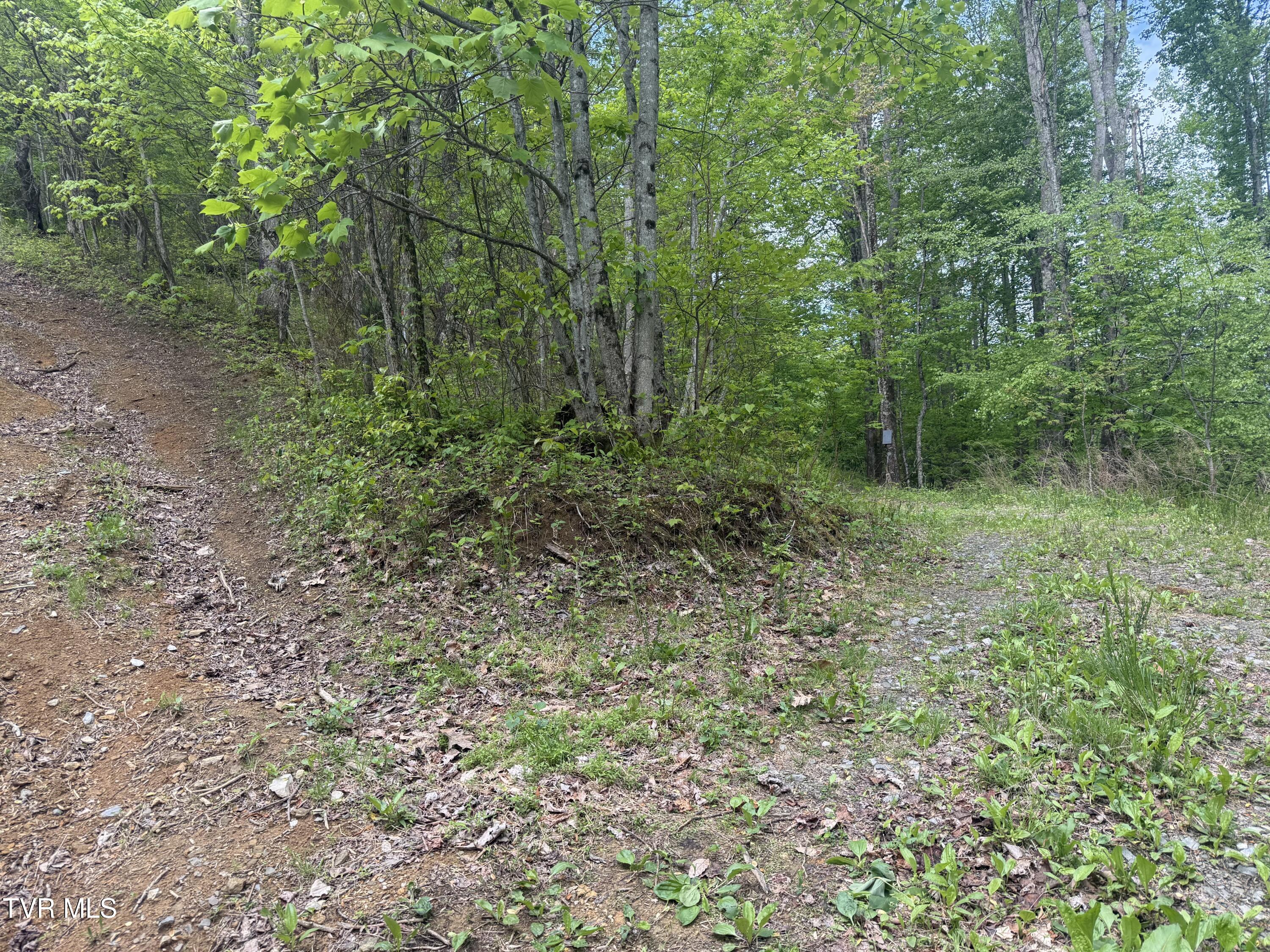 174 Doty Road Roan Mountain, TN 37687 - Photo 16 of 21 IMG_4949