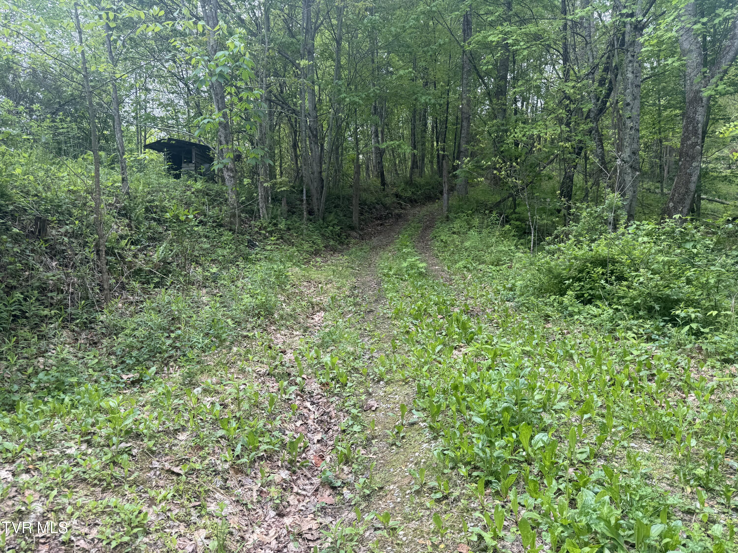 174 Doty Road Roan Mountain, TN 37687 - Photo 18 of 21 IMG_4935