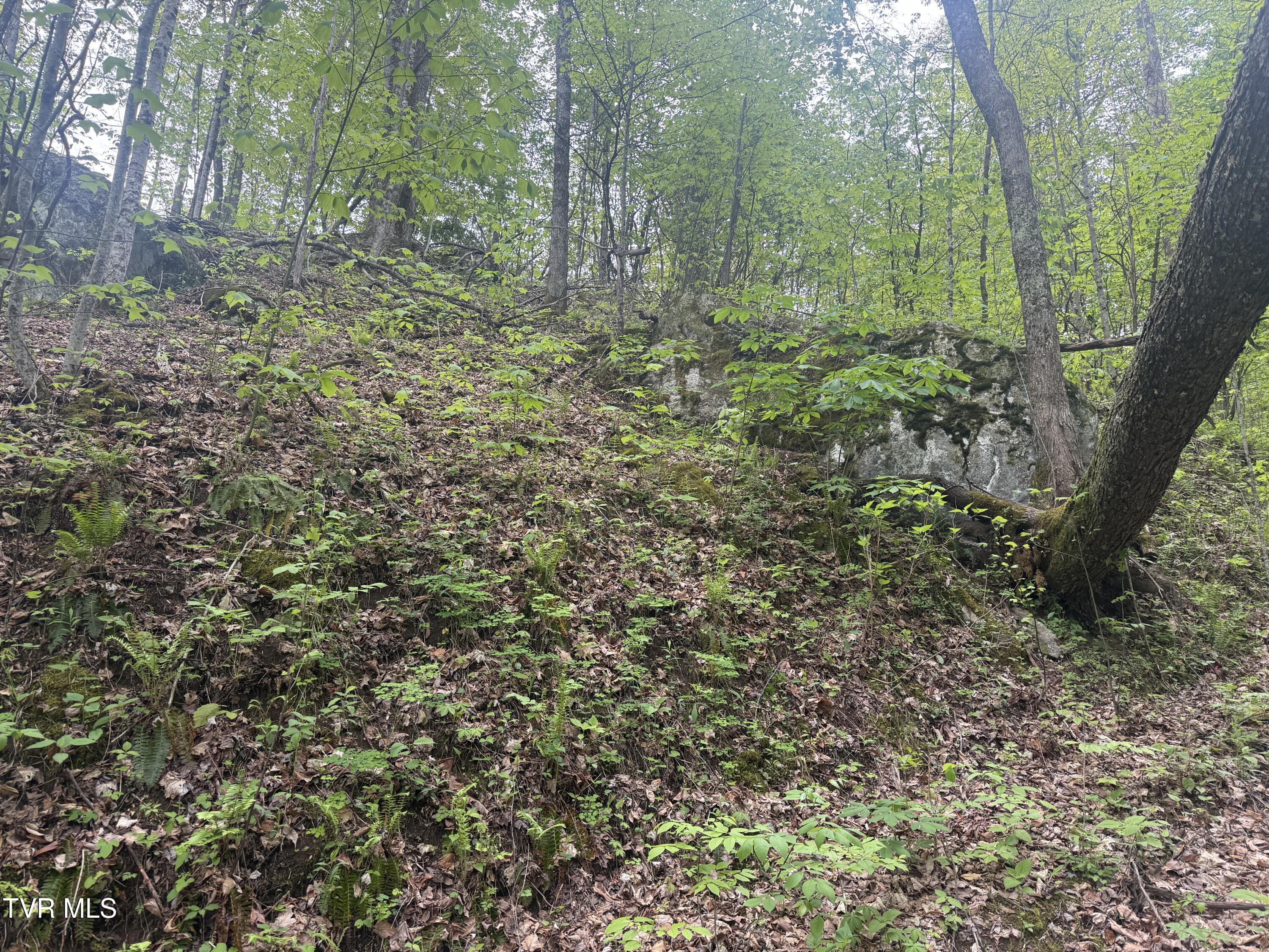174 Doty Road Roan Mountain, TN 37687 - Photo 20 of 21 IMG_4933