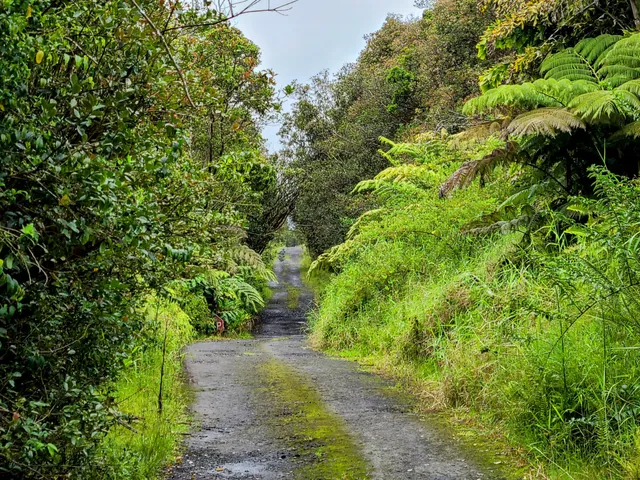 a view of a garden with plants