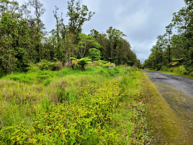 a view of a garden with plants