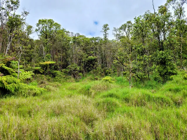 a view of a lush green forest