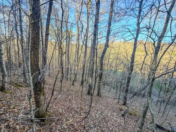 a view of a dry yard with trees
