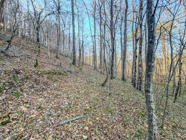 a view of a dry yard
