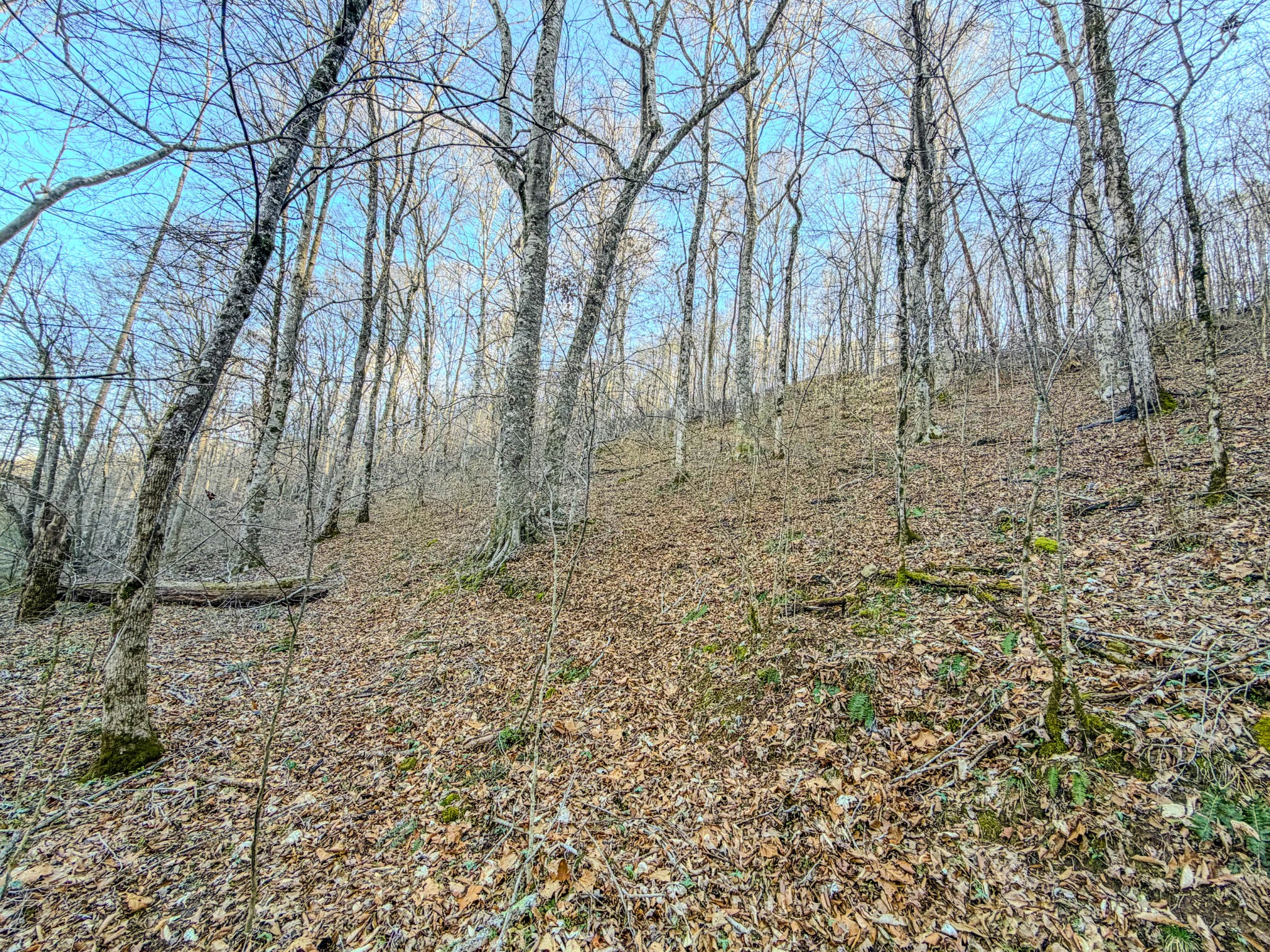 0 Bryant Boswell Road Westpoint, TN 38486 - Photo 13 of 27 a view of a yard with trees