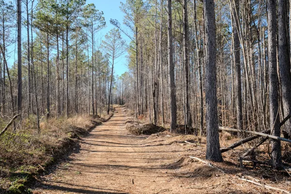 a view of a yard with large trees