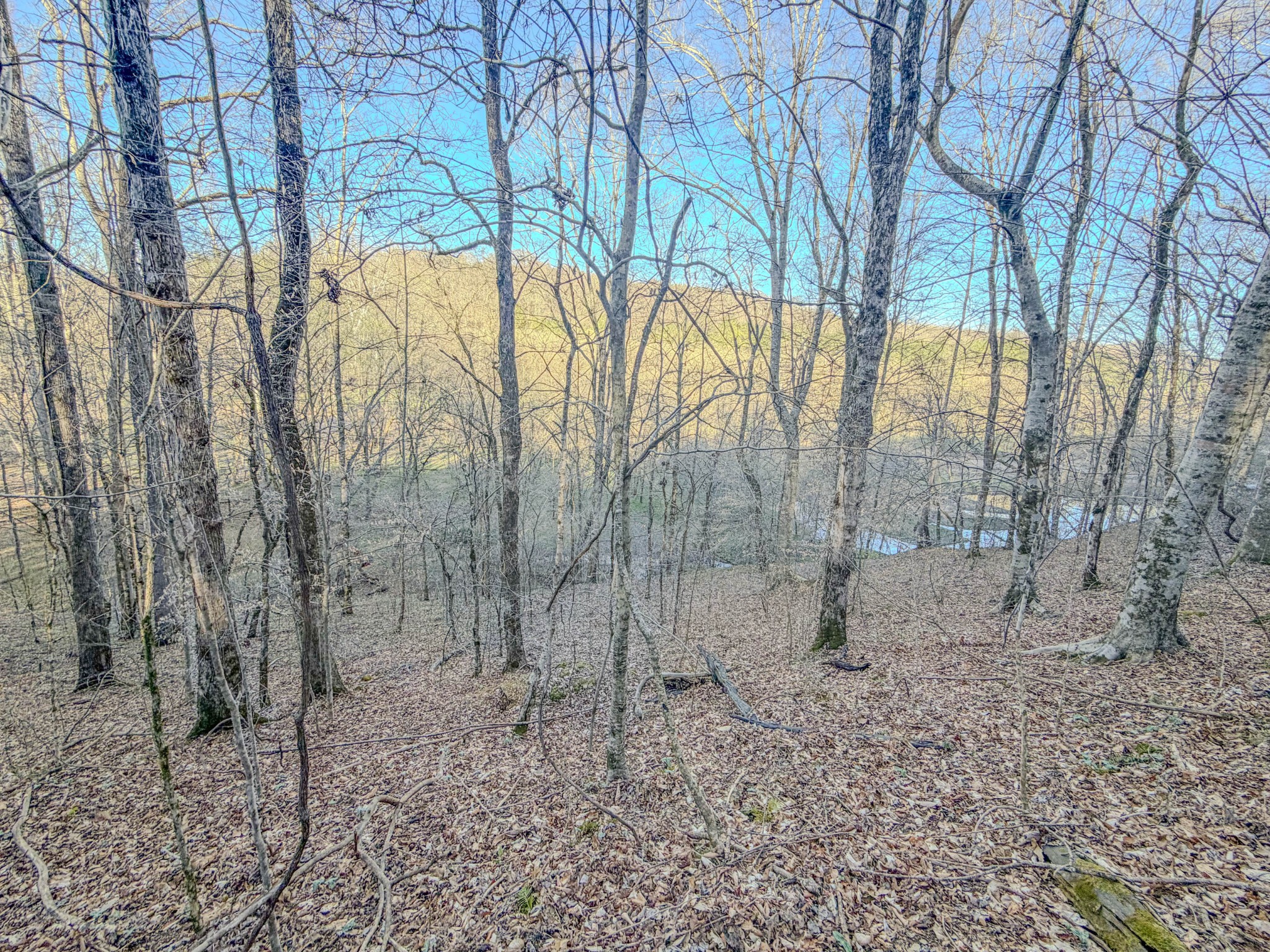 0 Bryant Boswell Road Westpoint, TN 38486 - Photo 10 of 27 a view of a yard with large trees