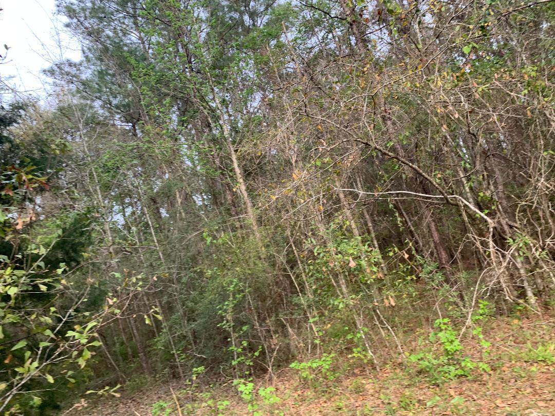 wooded lot