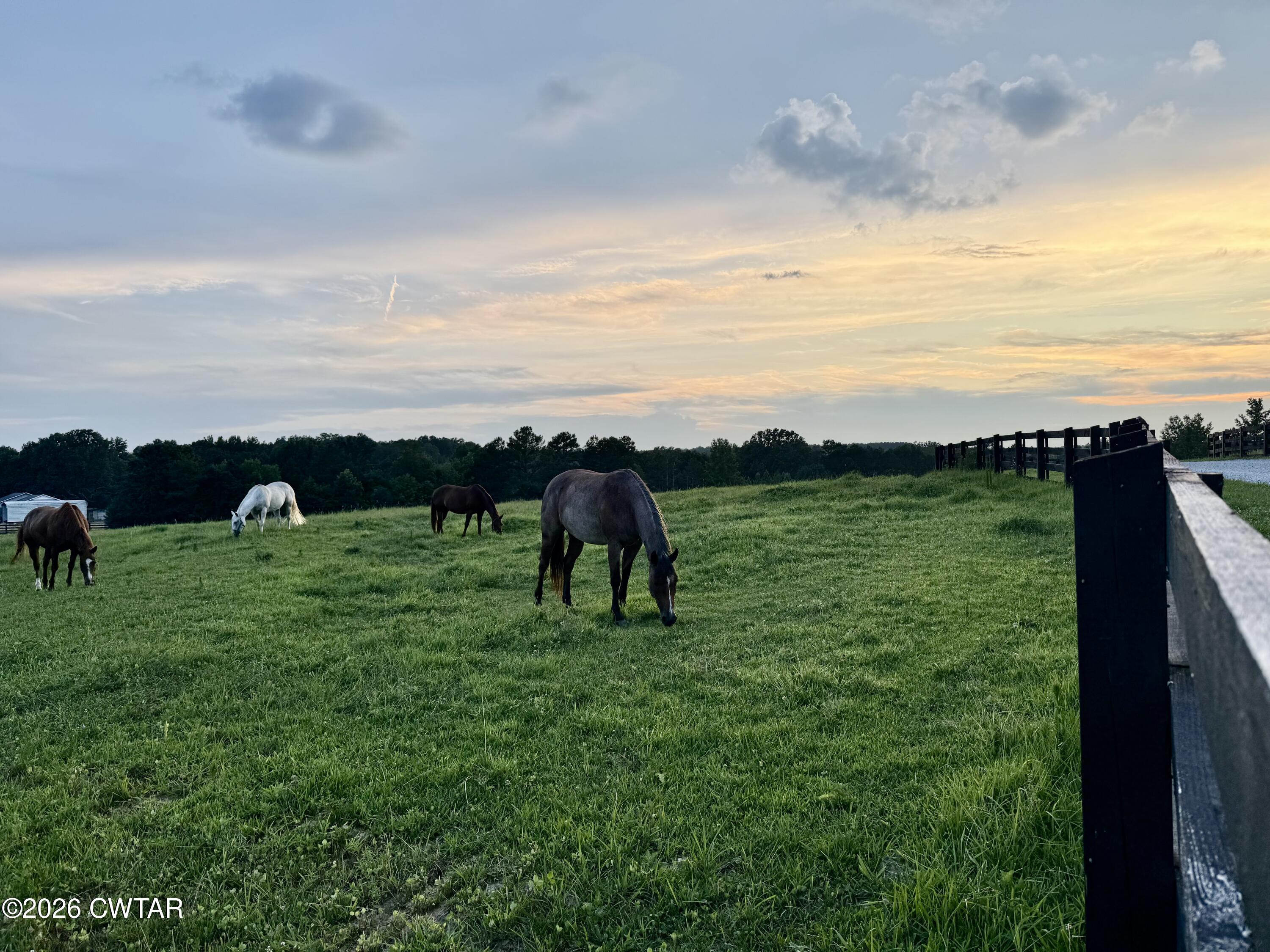60 Proctor Road Henderson, TN 38340 - Photo 82 of 86 Horses on the farm
