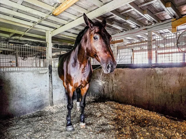 a view of a house with a big yard and large trees