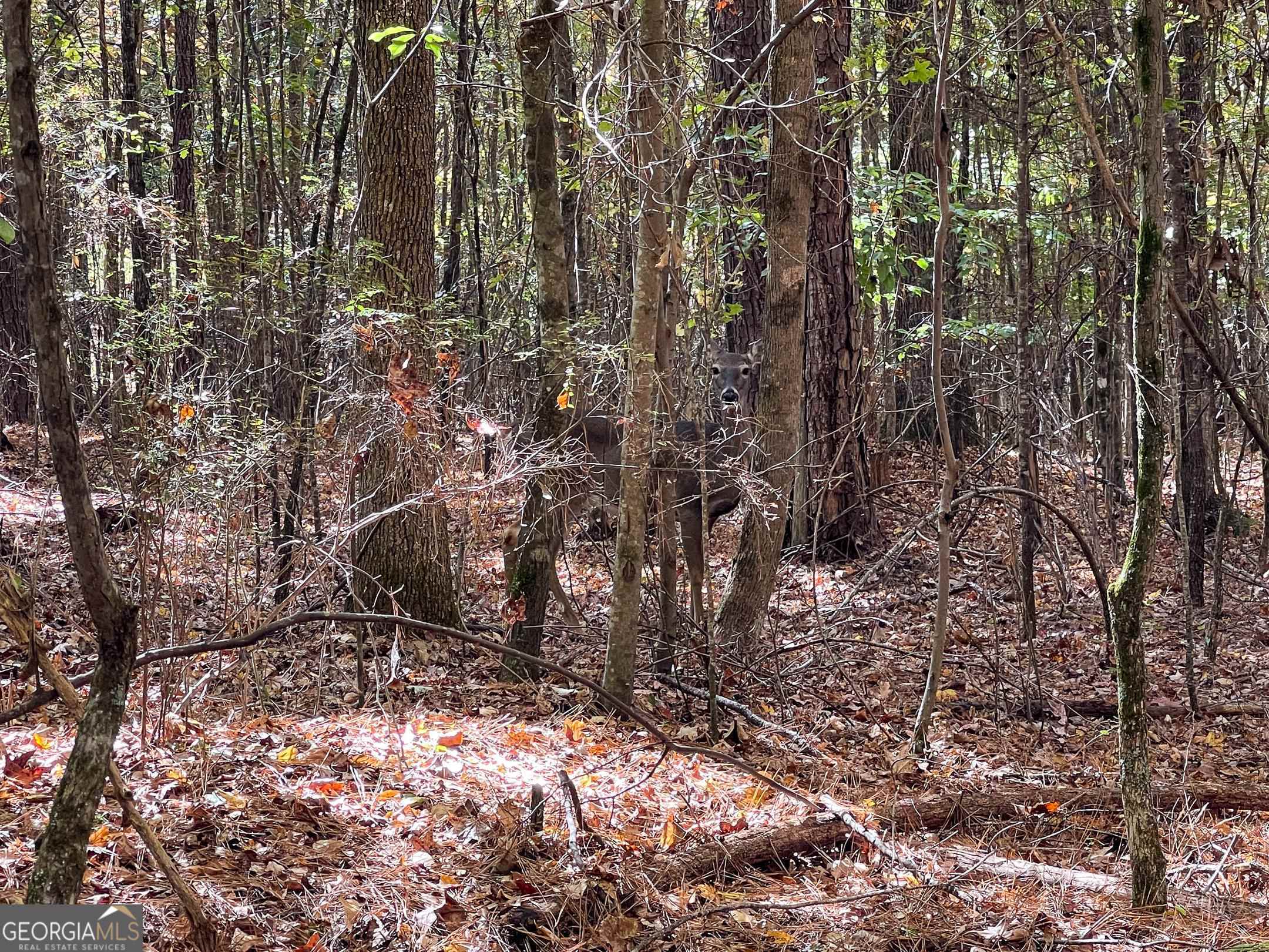 1730 Campbell Road Covington, GA 30014 - Photo 11 of 21 a backyard of a house with lots of green space
