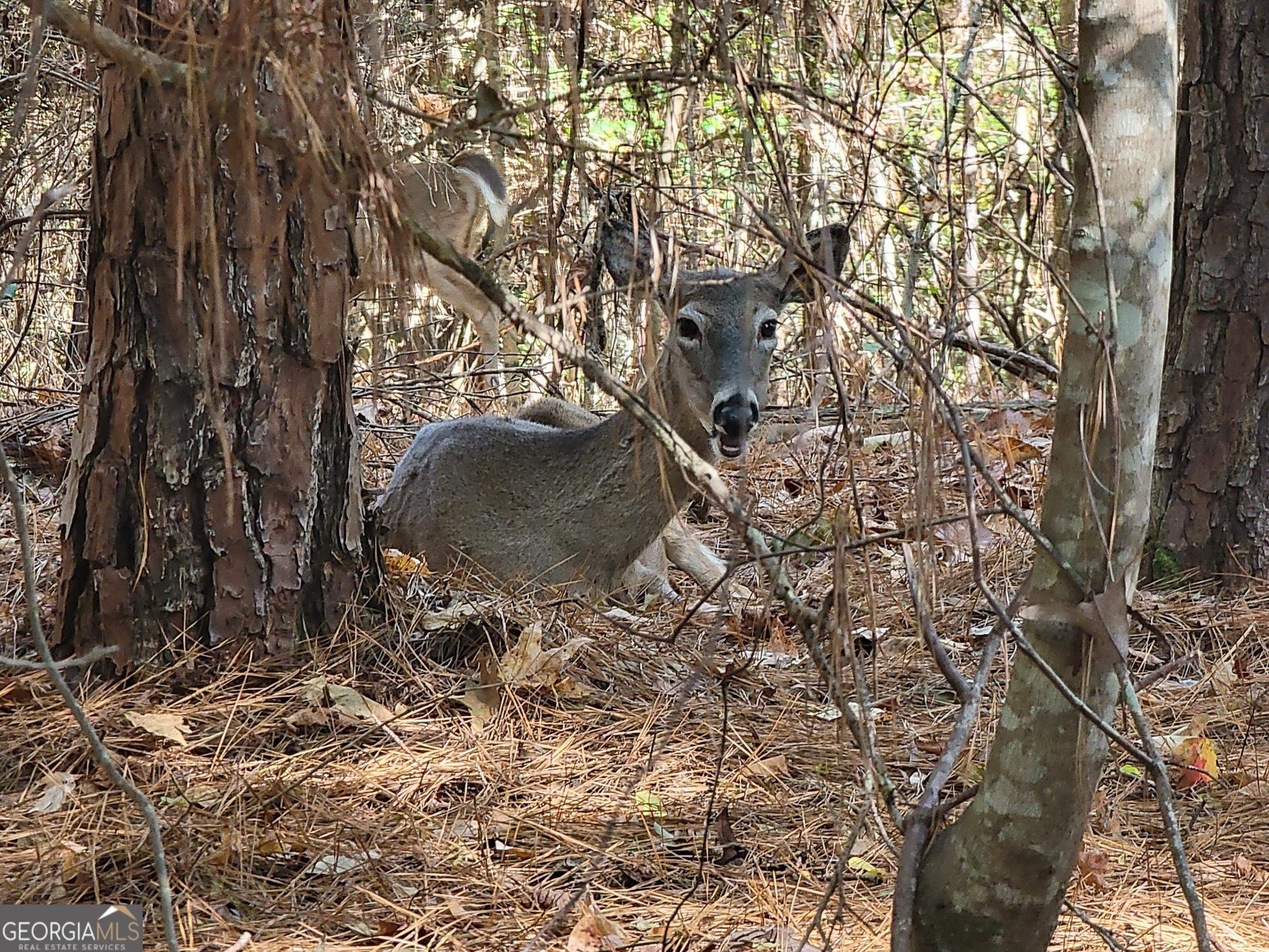 1730 Campbell Road Covington, GA 30014 - Photo 13 of 21 a backyard of a house with lots of green space
