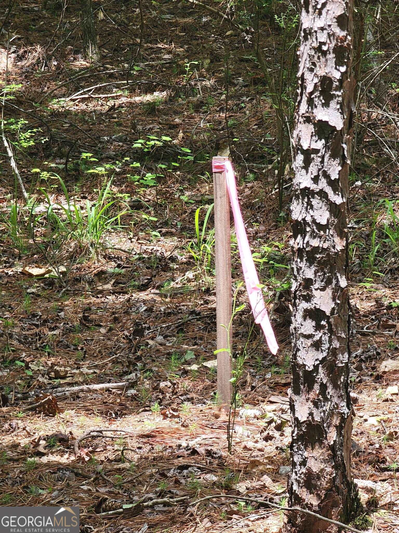 1730 Campbell Road Covington, GA 30014 - Photo 18 of 21 a view of a large tree