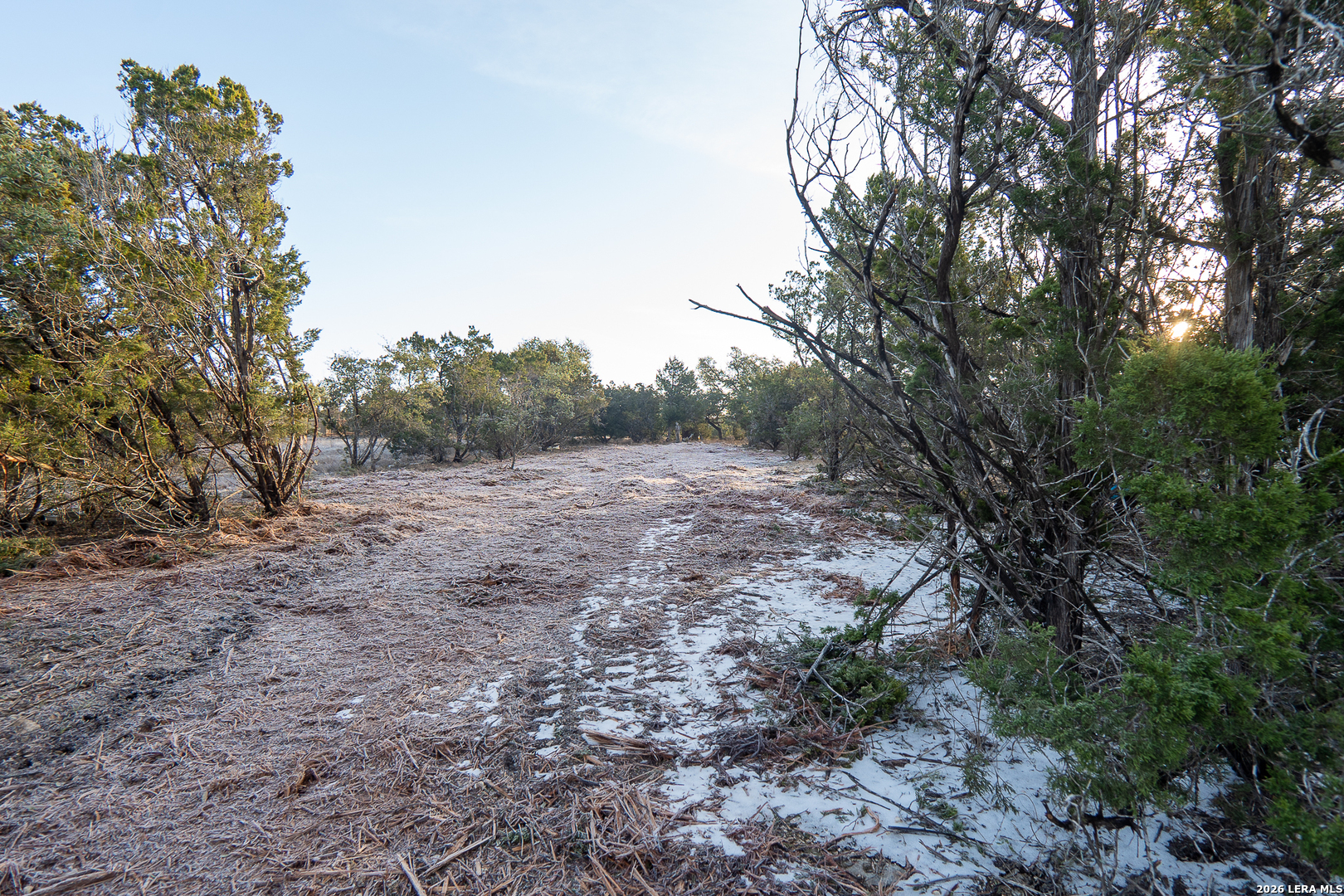1531 Lake Drive Spring Branch, TX 78070 - Photo 4 of 9 a view of a forest with trees in the background