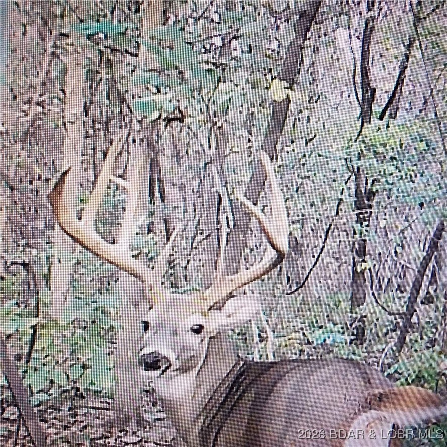 Lot 2 State Aa Road Roach, MO 65787 - Photo 1 of 1