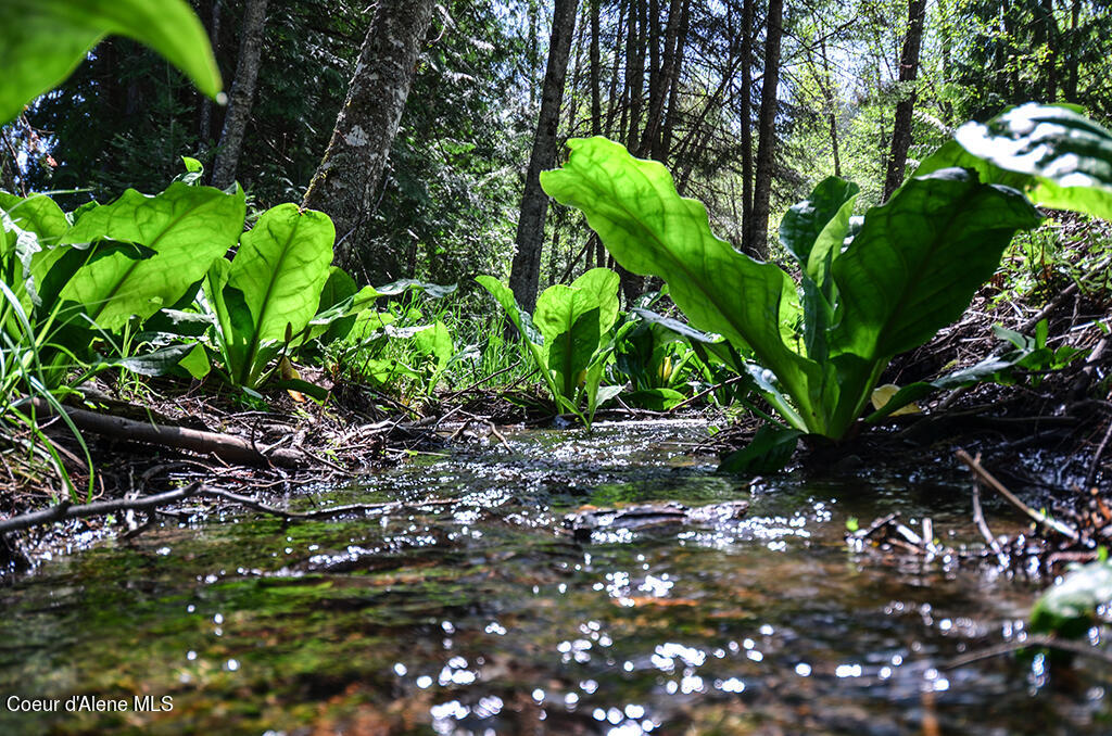 Lot 21 Camp Bay Road Sagle, ID 83860 - Photo 20 of 39 Creek along Hiking Trail