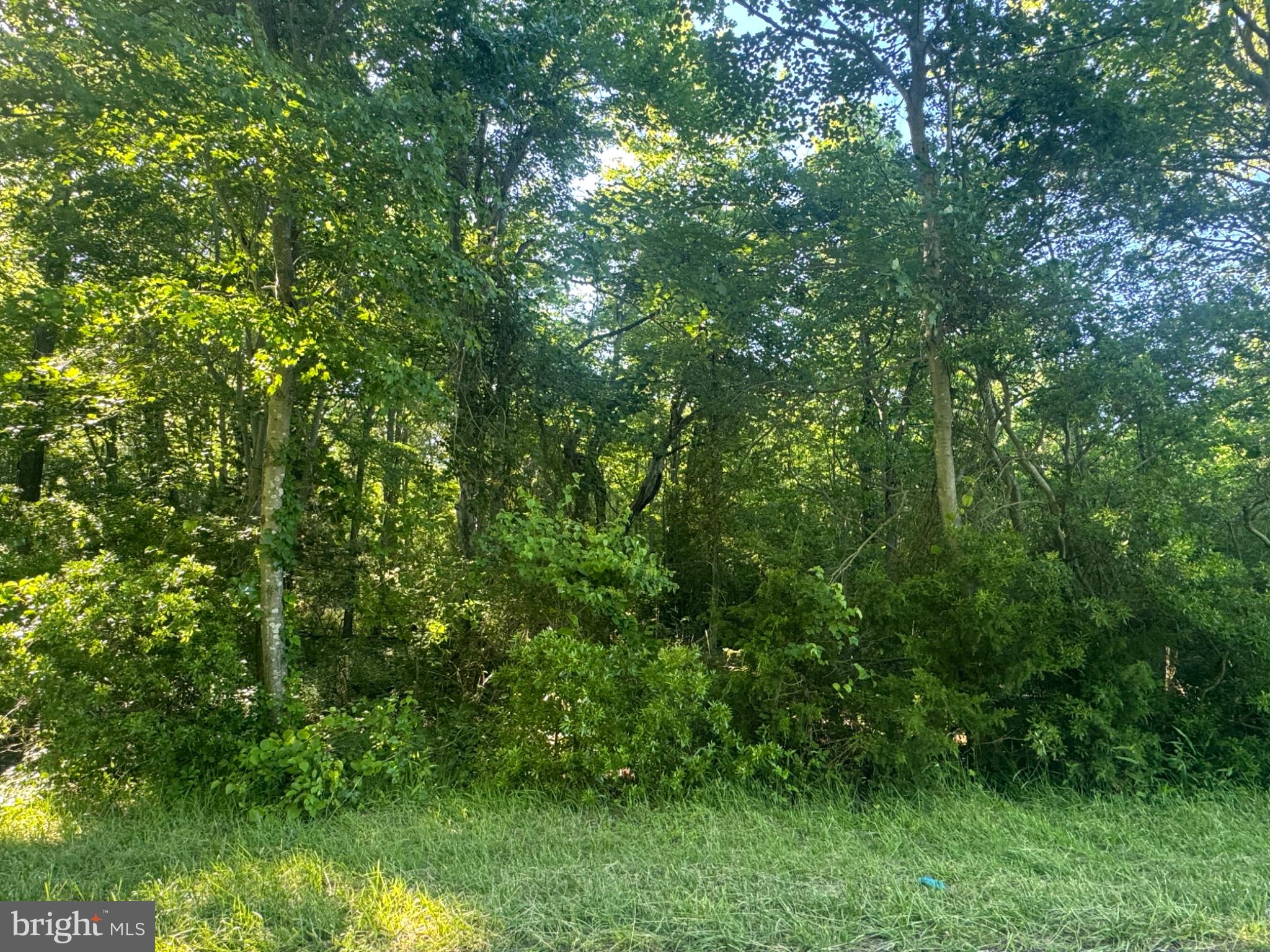 47 Pickering Beach Road Dover, DE 19901 - Photo 3 of 12 Lush greenery embracing nature's calm.