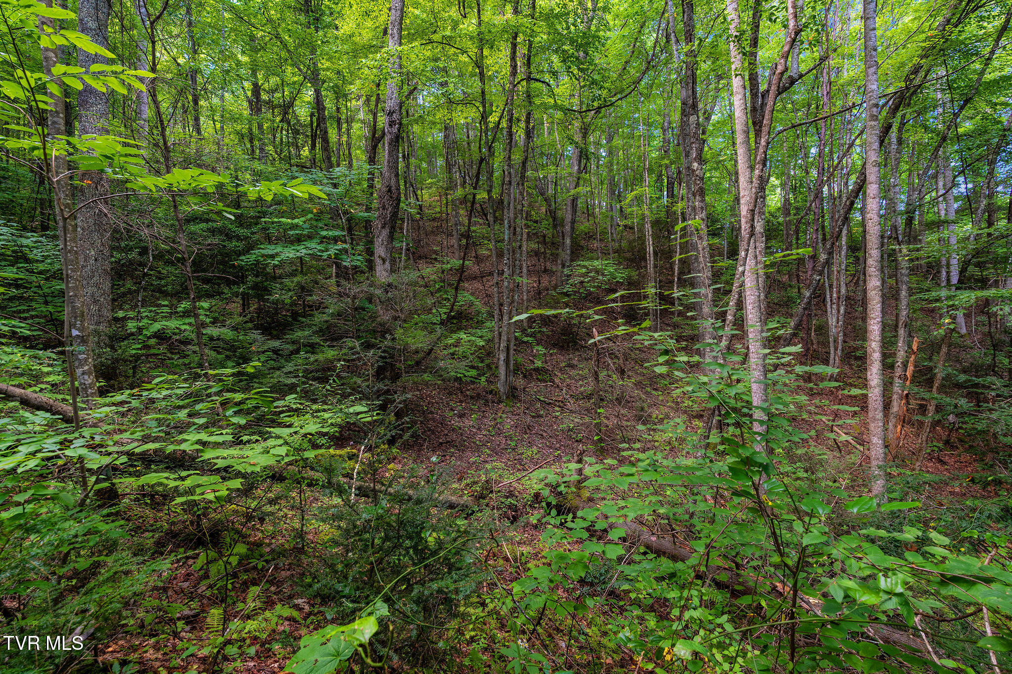 1887 Dennis Cove Road, Unit 67 Hampton, TN 37658 - Photo 41 of 57 DSC03388