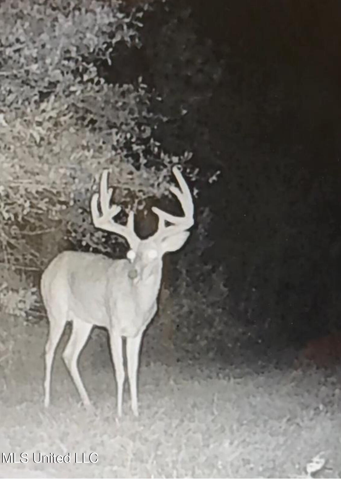 911 Smith Co Road 563 Pulaski, MS 39152 - Photo 12 of 55 IMG_7548