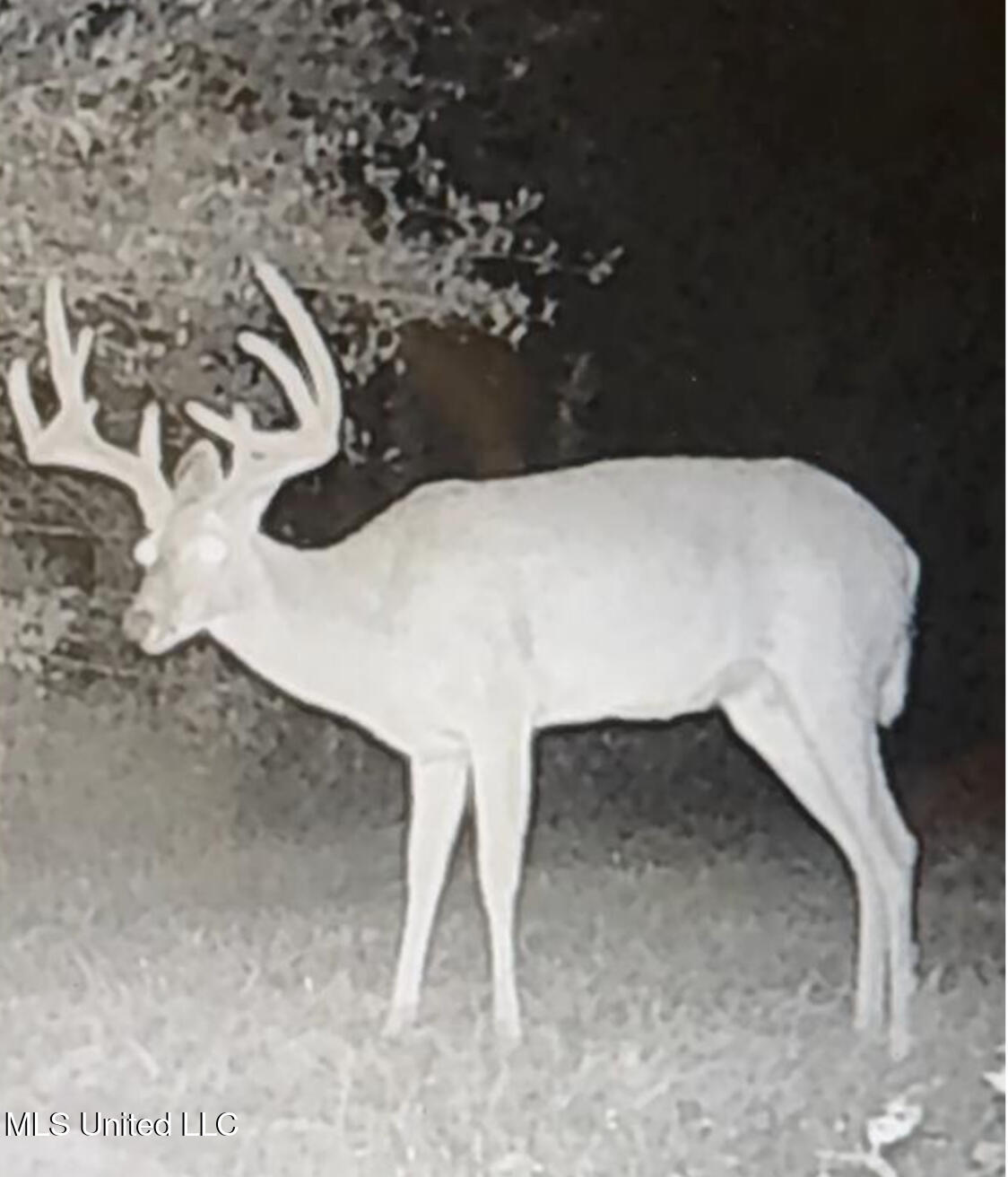 911 Smith Co Road 563 Pulaski, MS 39152 - Photo 13 of 55 IMG_7549