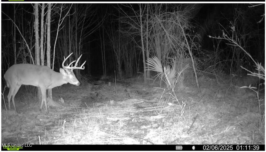 911 Smith Co Road 563 Pulaski, MS 39152 - Photo 43 of 55 IMG_7555