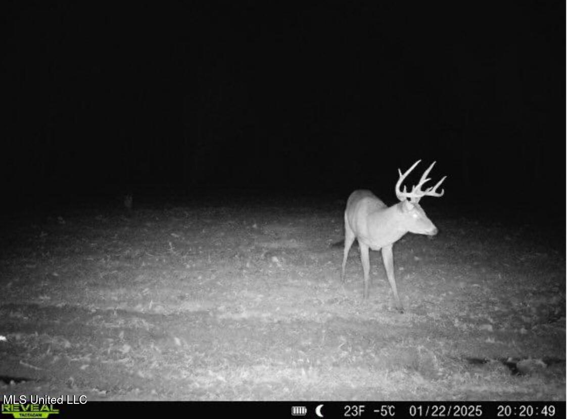 911 Smith Co Road 563 Pulaski, MS 39152 - Photo 44 of 55 IMG_7560