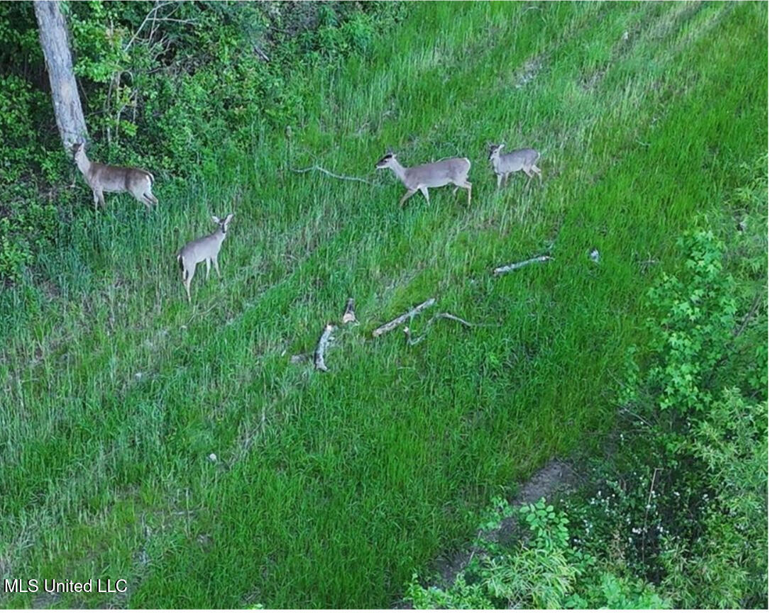 911 Smith Co Road 563 Pulaski, MS 39152 - Photo 45 of 55 IMG_7553