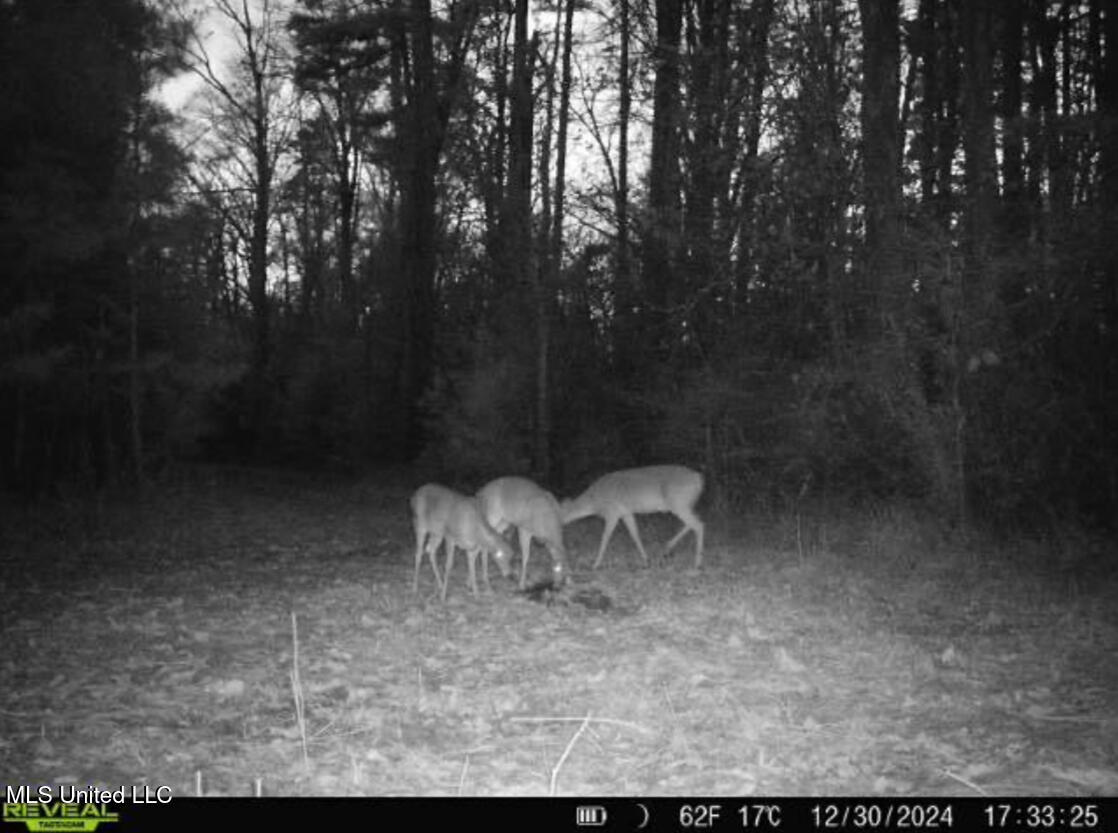 911 Smith Co Road 563 Pulaski, MS 39152 - Photo 46 of 55 IMG_7554