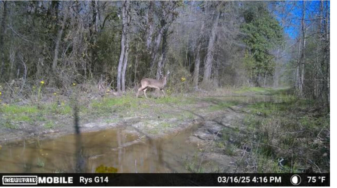 911 Smith Co Road 563 Pulaski, MS 39152 - Photo 47 of 55 IMG_7552