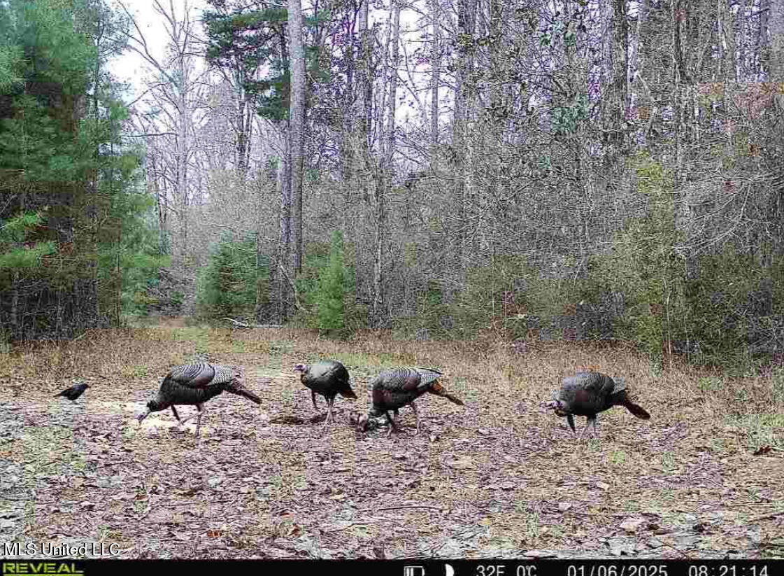 911 Smith Co Road 563 Pulaski, MS 39152 - Photo 48 of 55 IMG_7551
