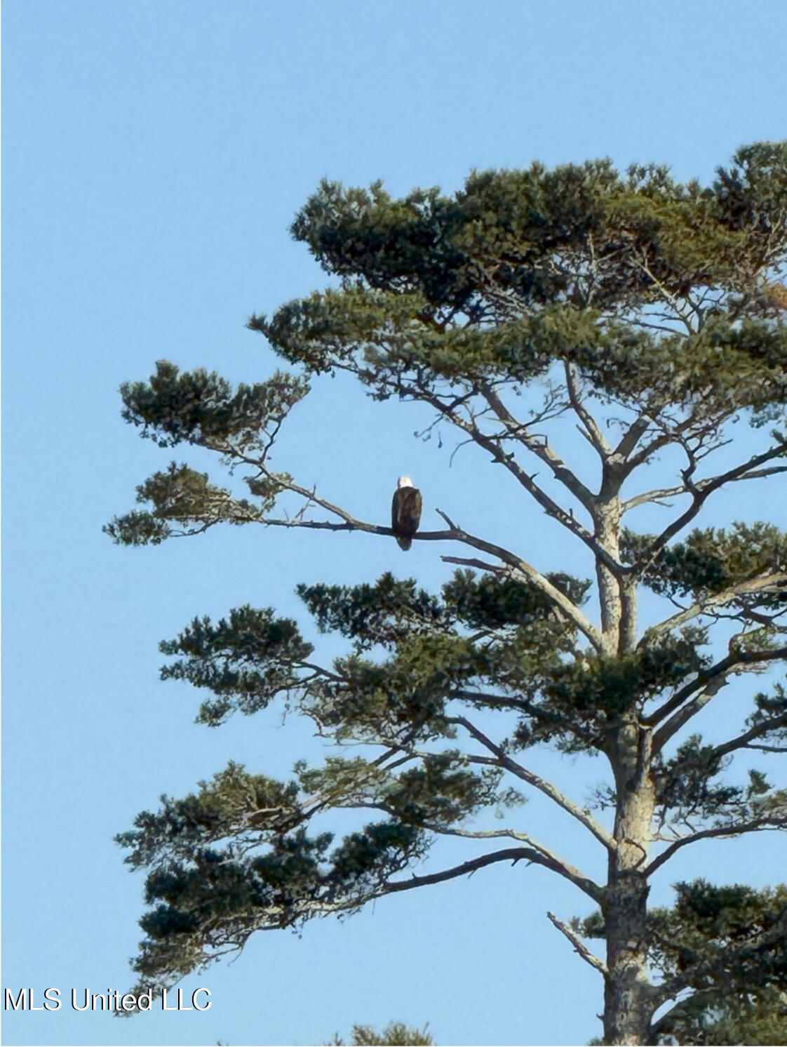 911 Smith Co Road 563 Pulaski, MS 39152 - Photo 50 of 55 IMG_7557