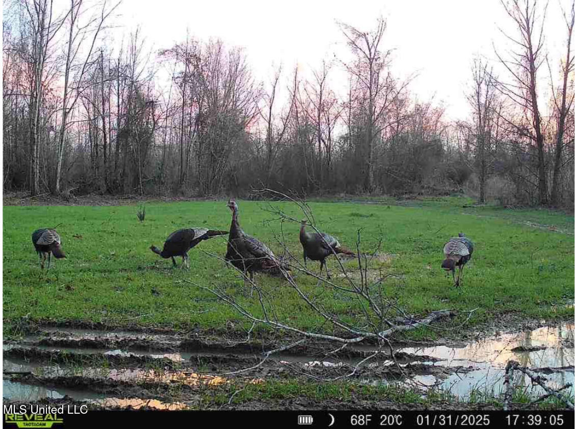 911 Smith Co Road 563 Pulaski, MS 39152 - Photo 51 of 55 IMG_7562