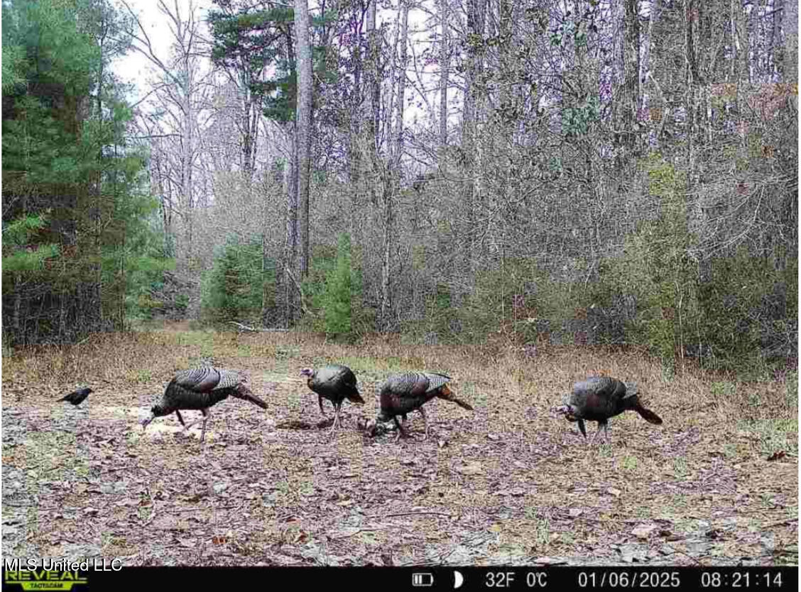 911 Smith Co Road 563 Pulaski, MS 39152 - Photo 52 of 55 IMG_7561