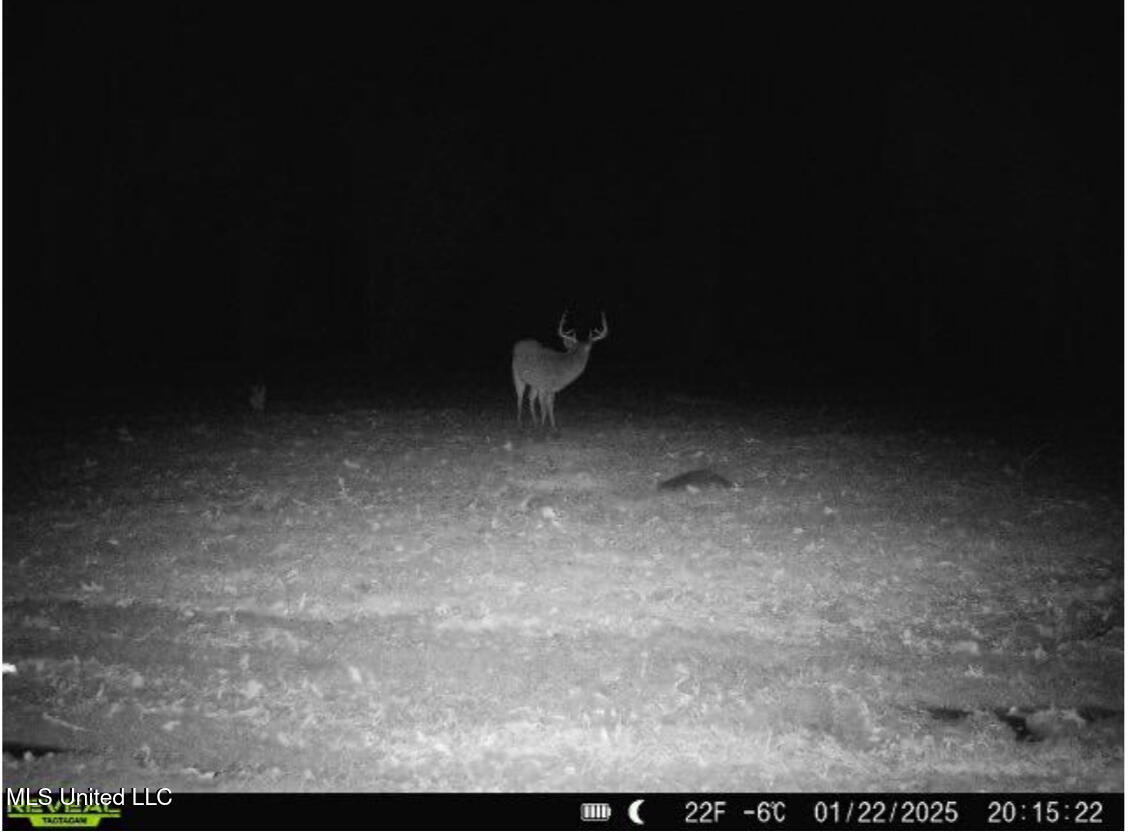 911 Smith Co Road 563 Pulaski, MS 39152 - Photo 53 of 55 IMG_7559